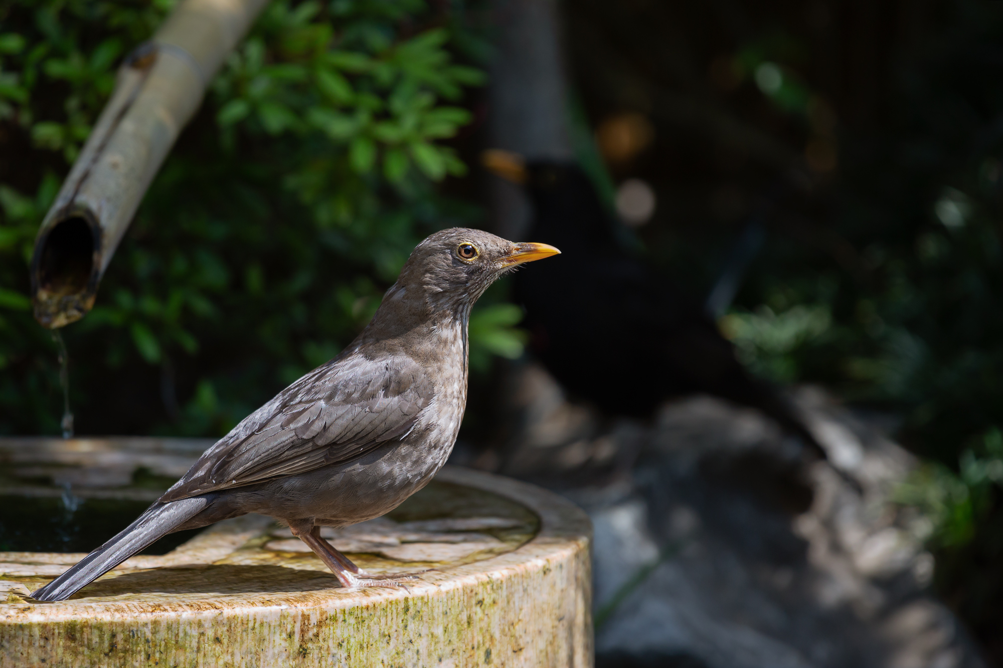 Blackbird waiting for his turn.