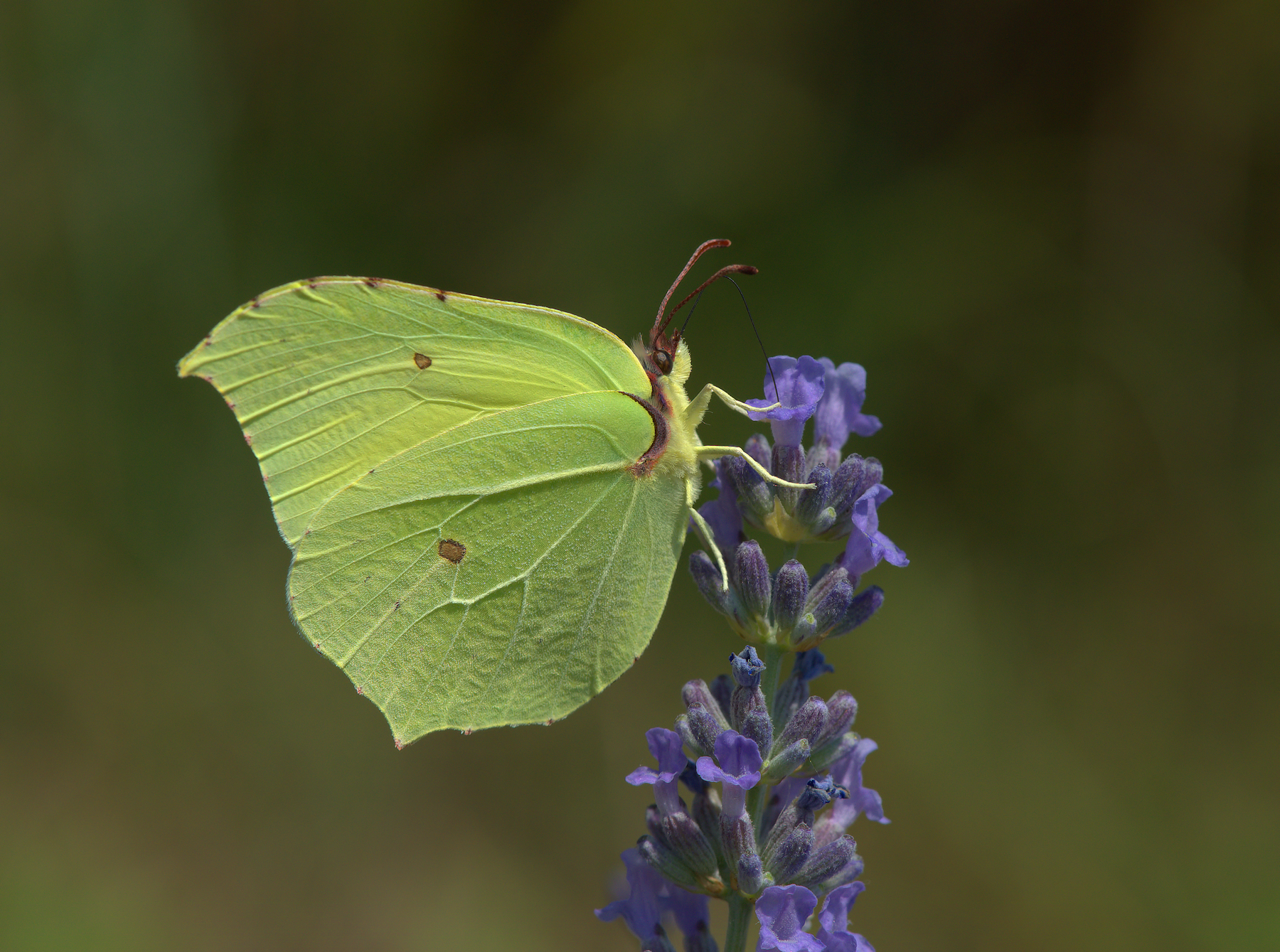 Butterfly Rhamni Male