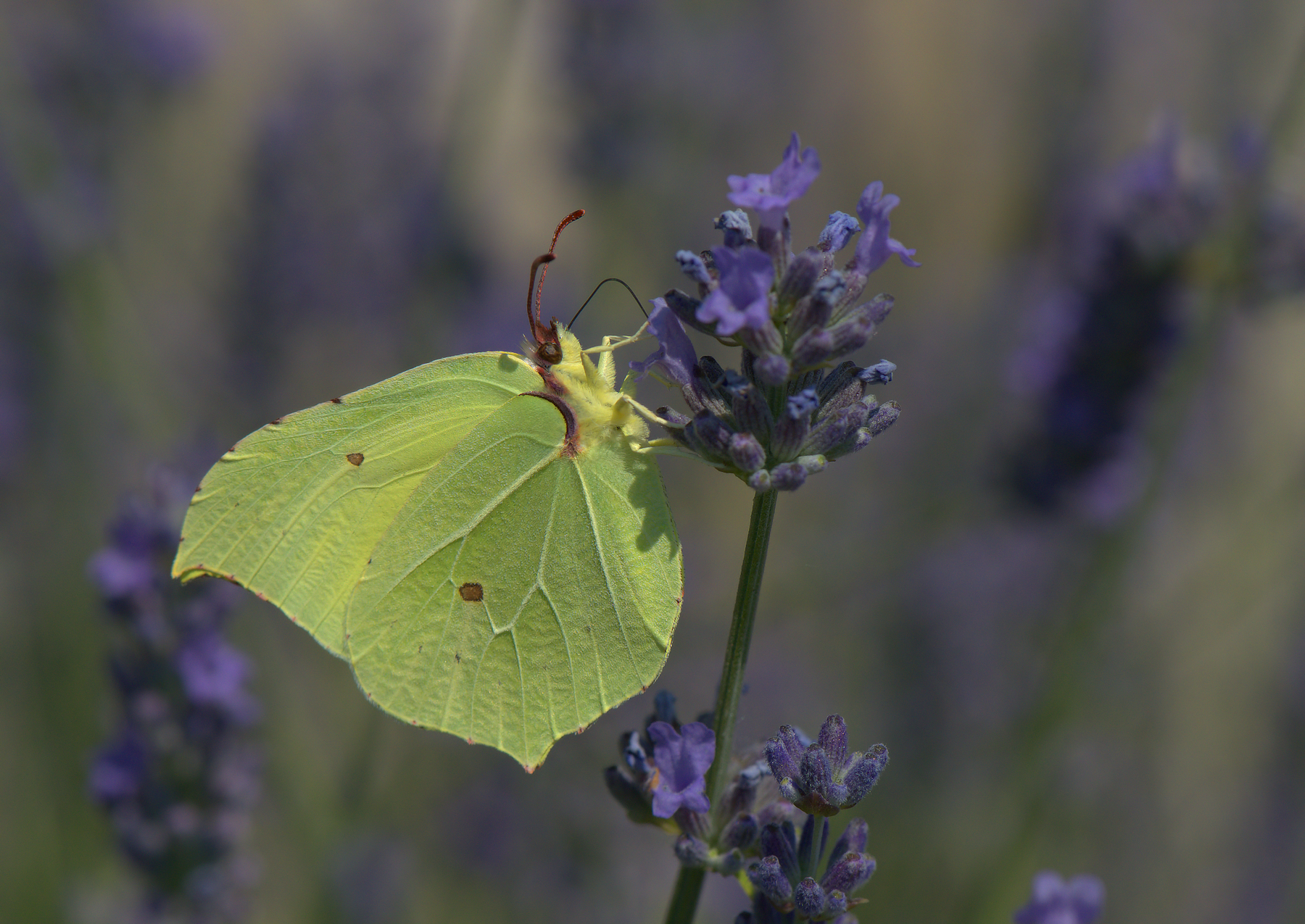 Butterfly Rhamni Male
