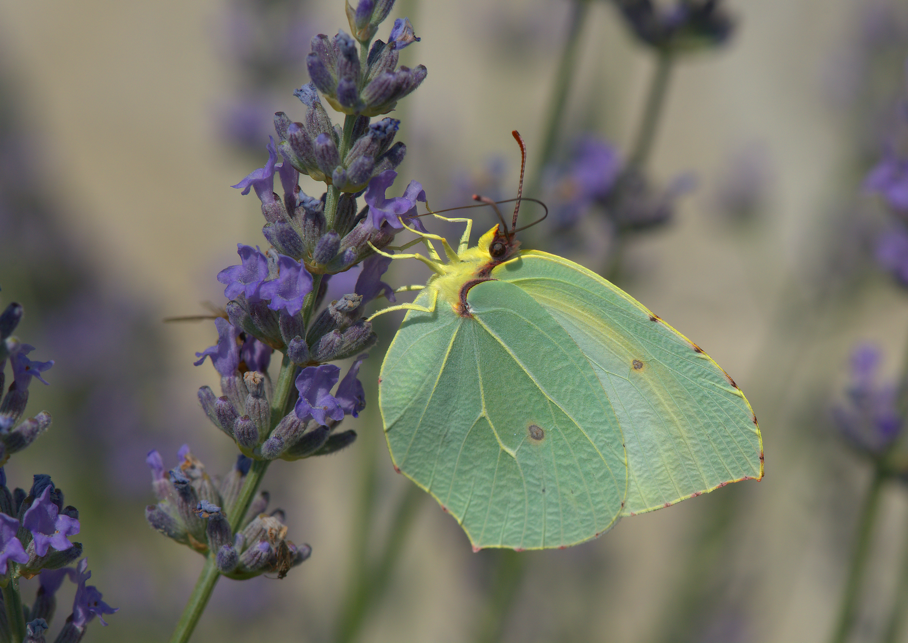 Butterfly Rhamni Female
