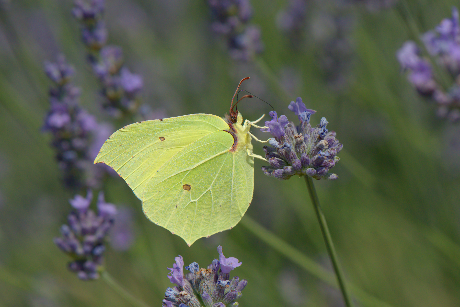 Butterfly Rhamni Male