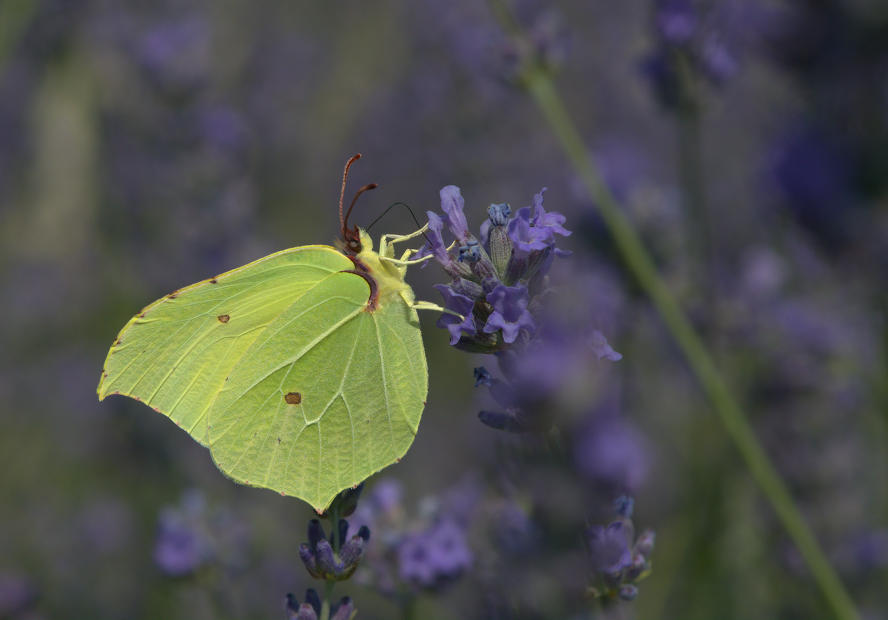 Butterfly Rhamni Male