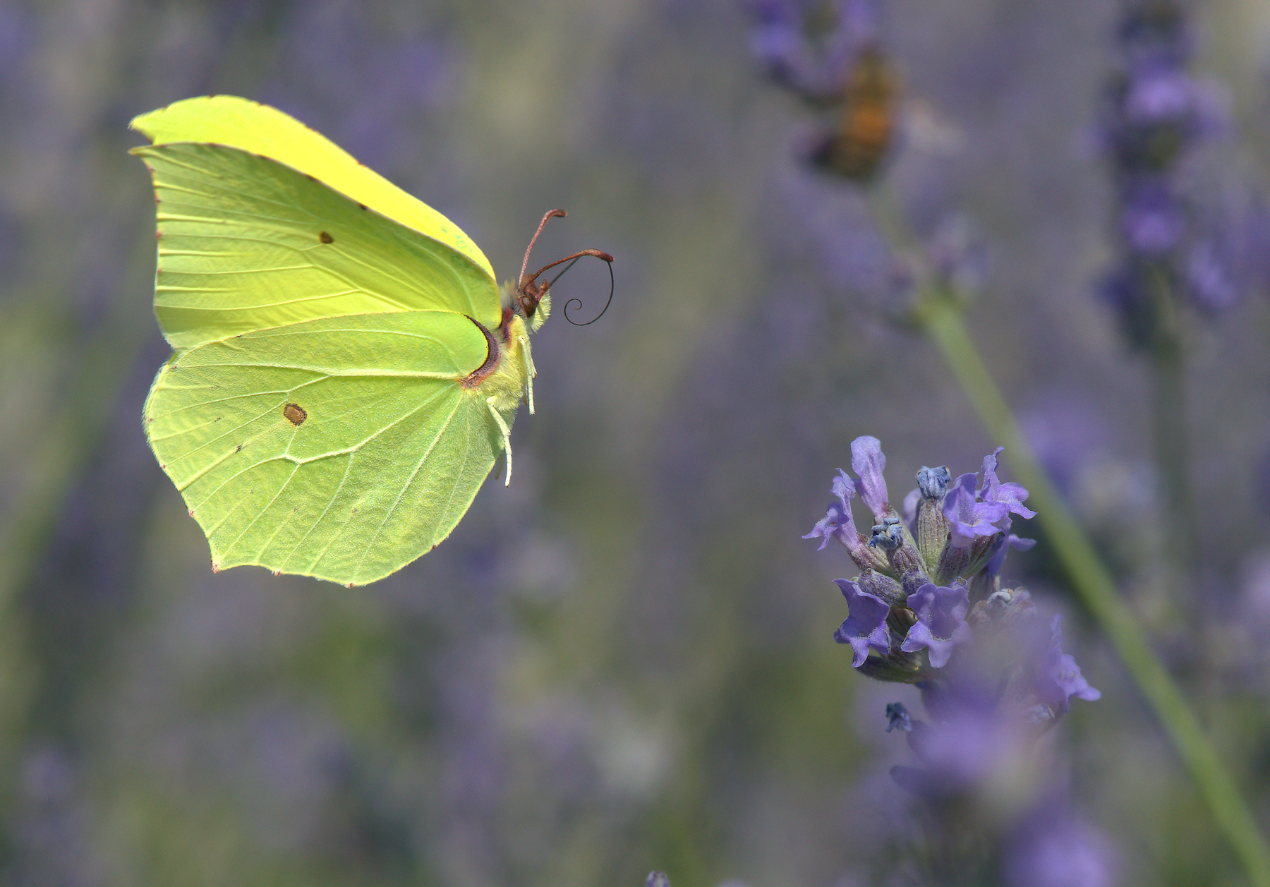 Butterfly Rhamni Male