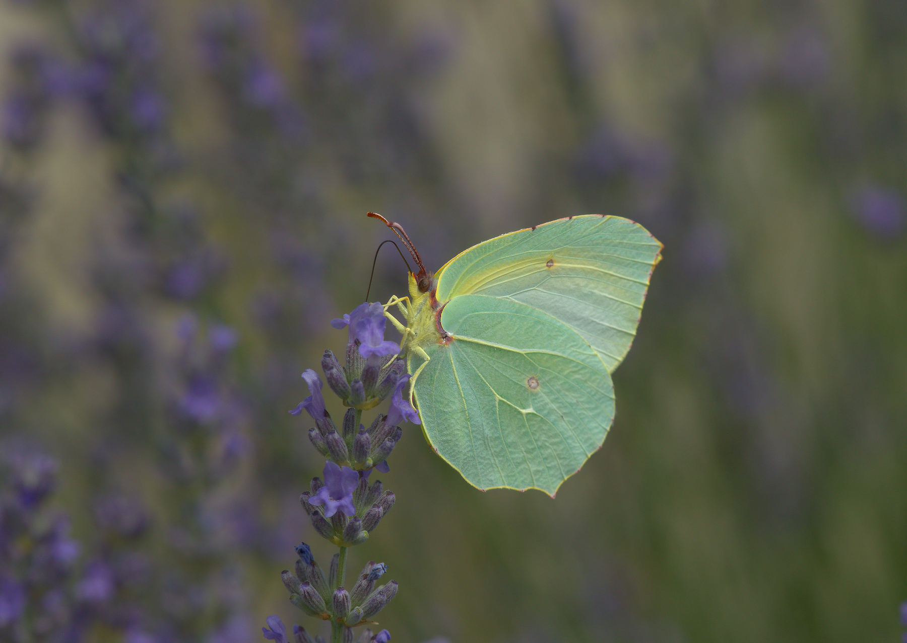 Butterfly Rhamni Female