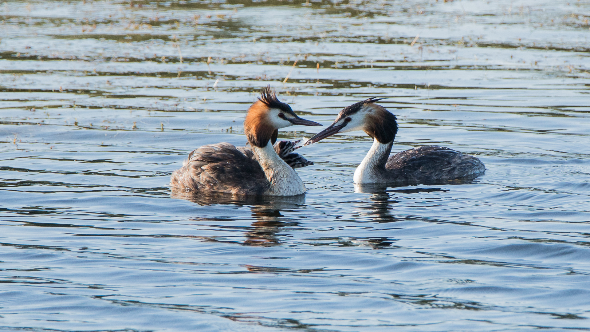 Family of Loons