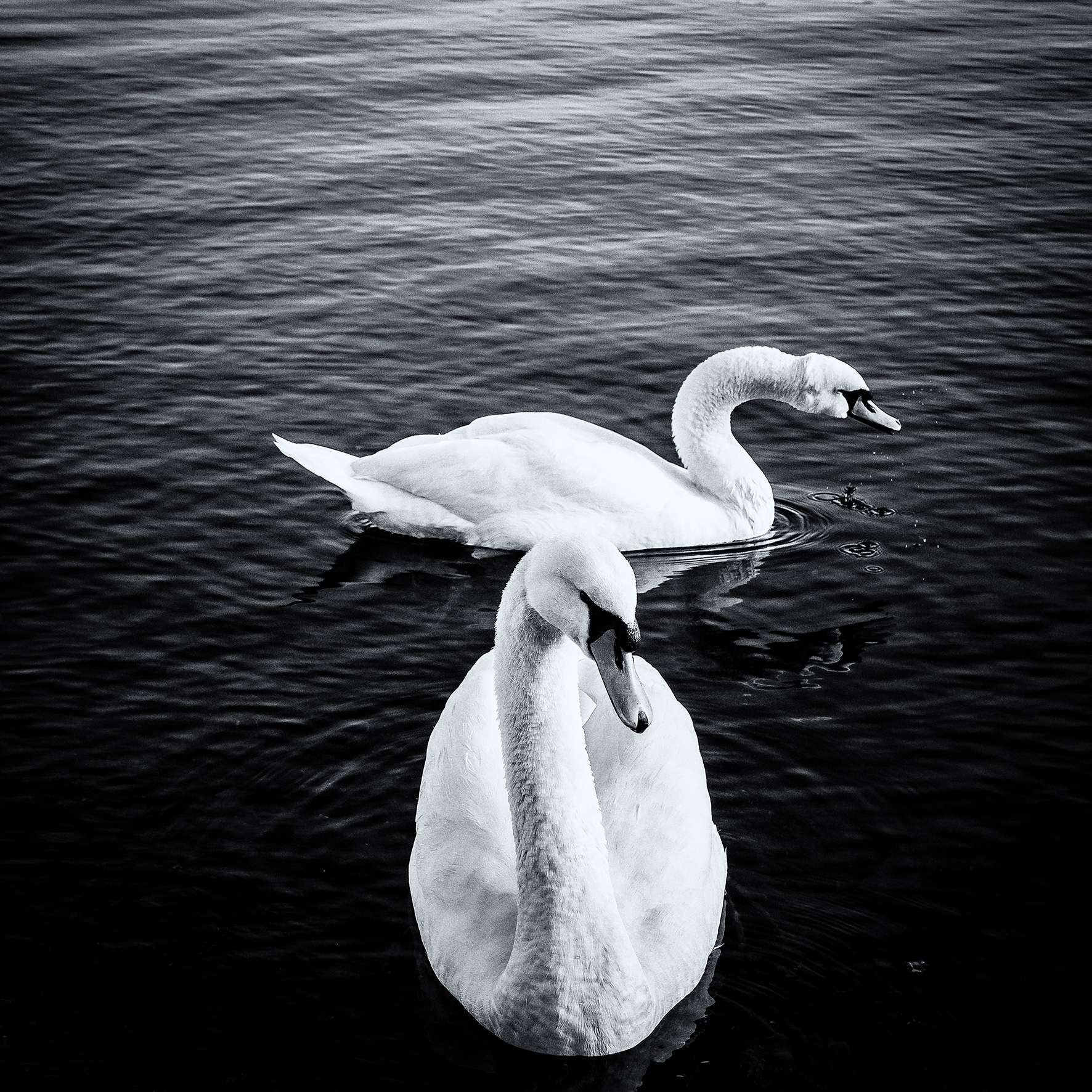 Swan Lake