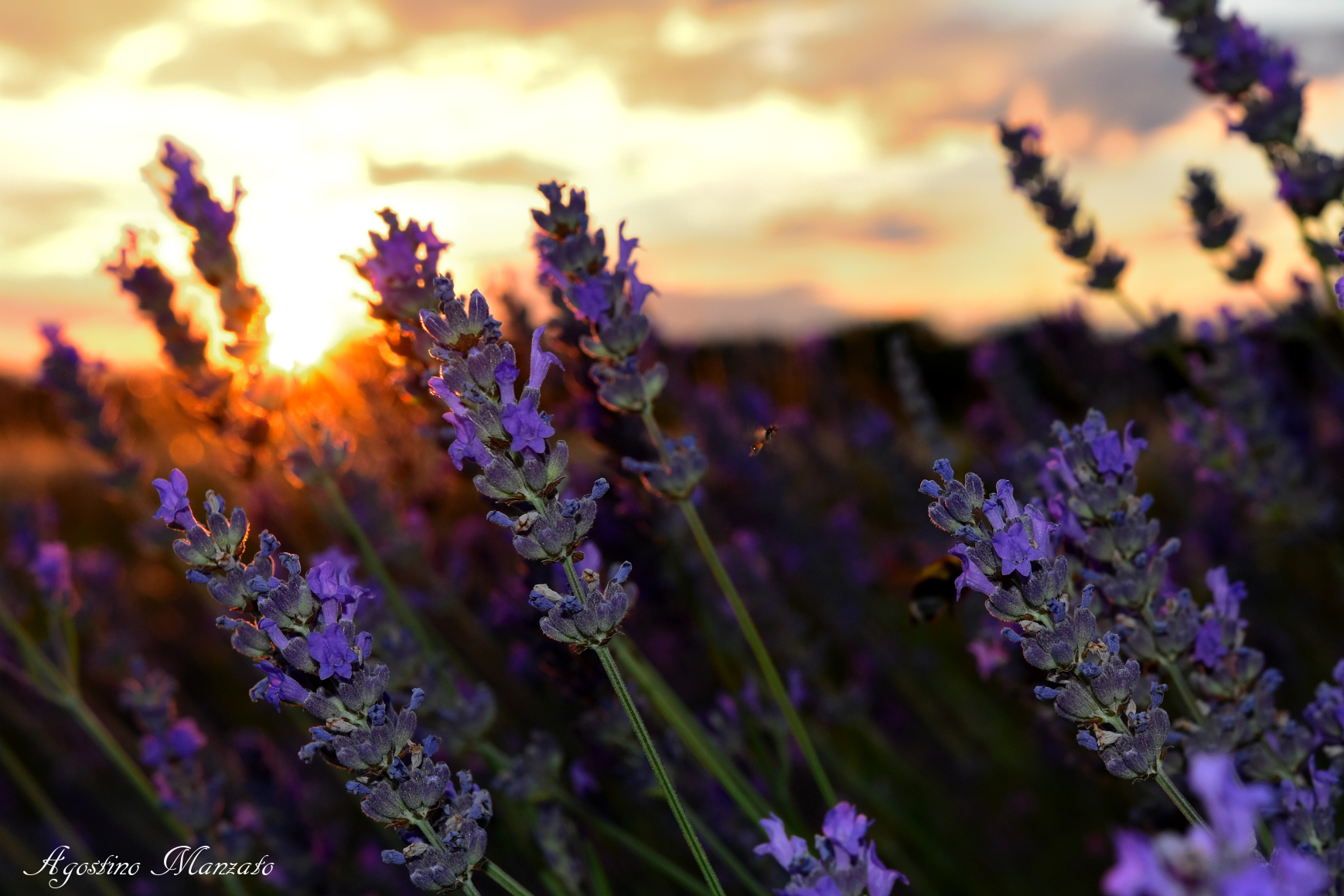 Lavanda al tramonto