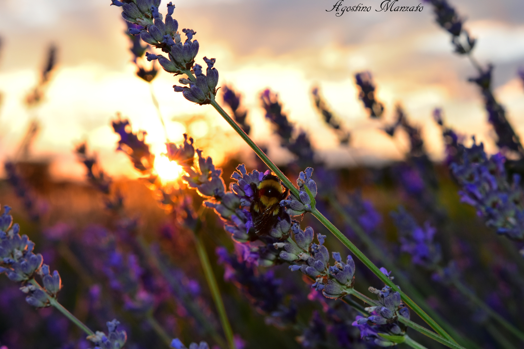 Good night bumblebee!