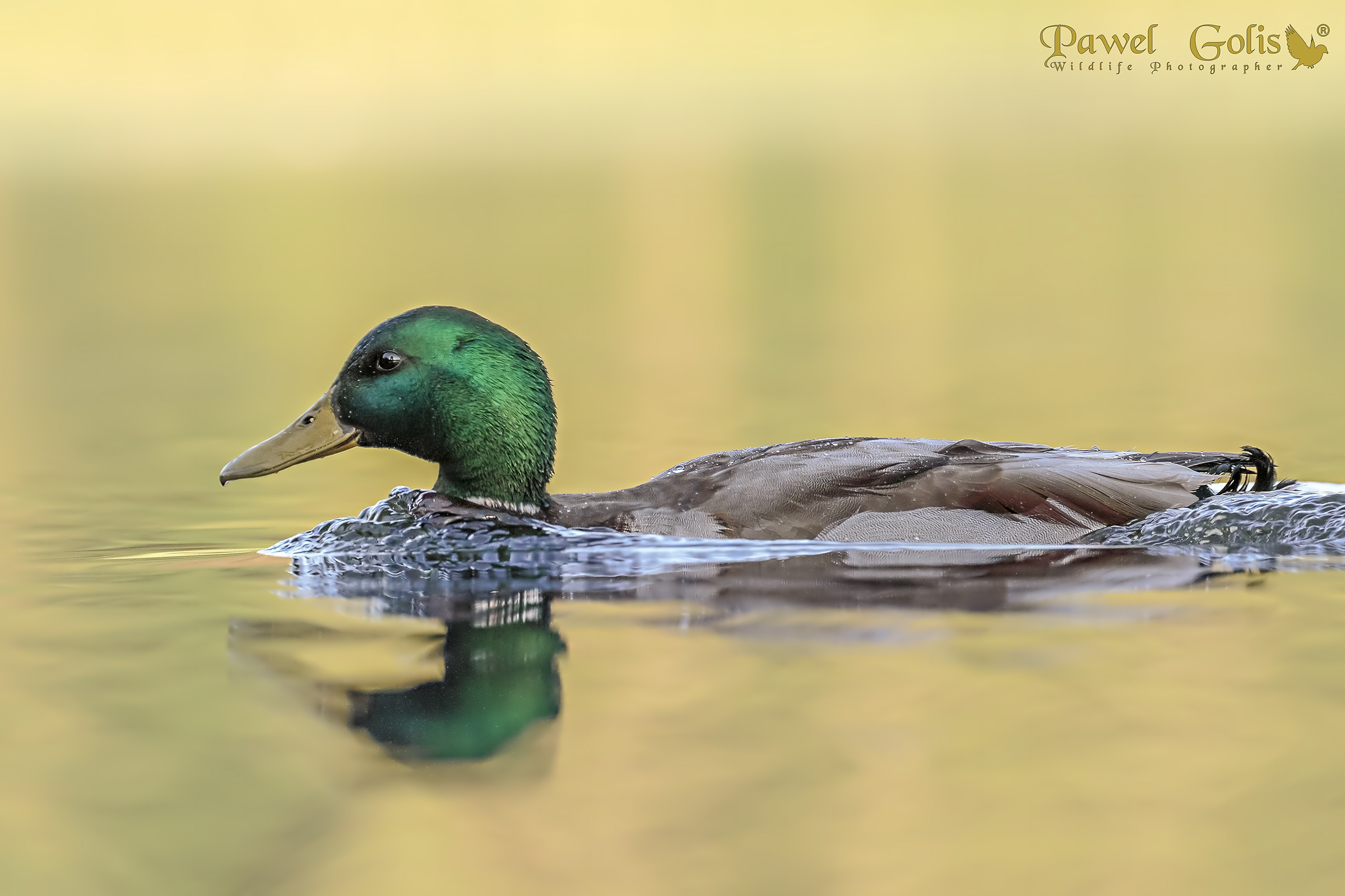 Germano reale (Anas platyrhynchos)