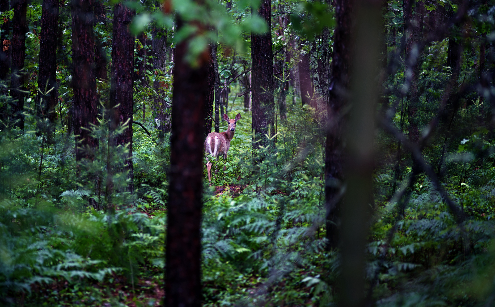 A Deer in the Woods