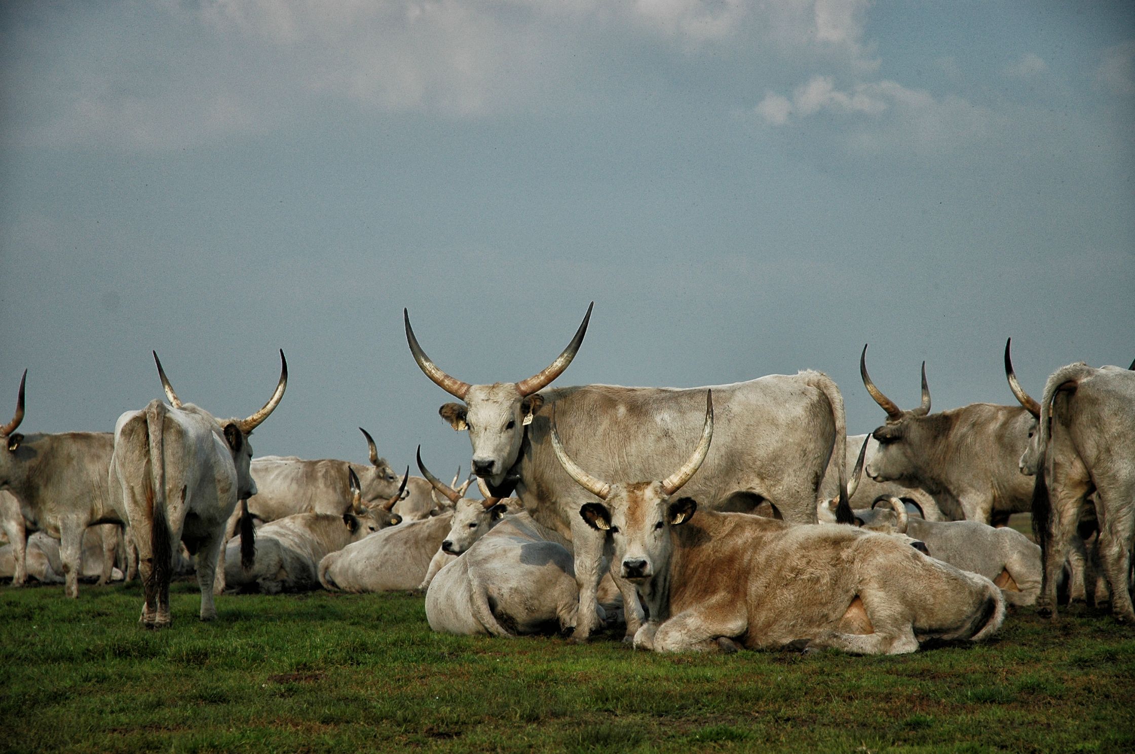 Gray beef on Hortobágy, Hungary
