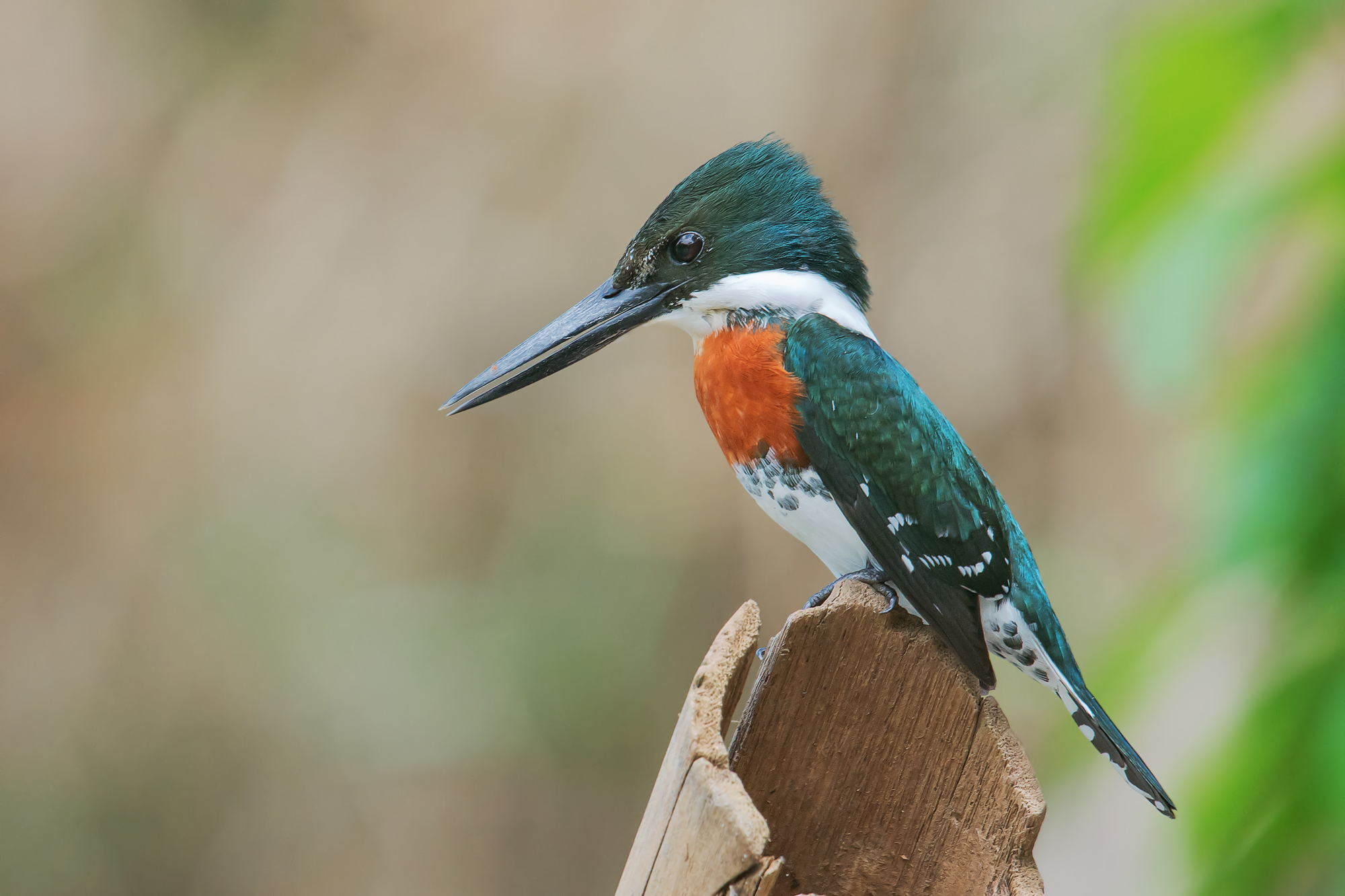 American Chloroceryle