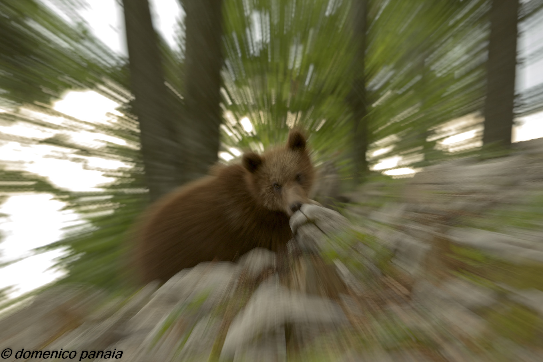 zoommando con l'orso