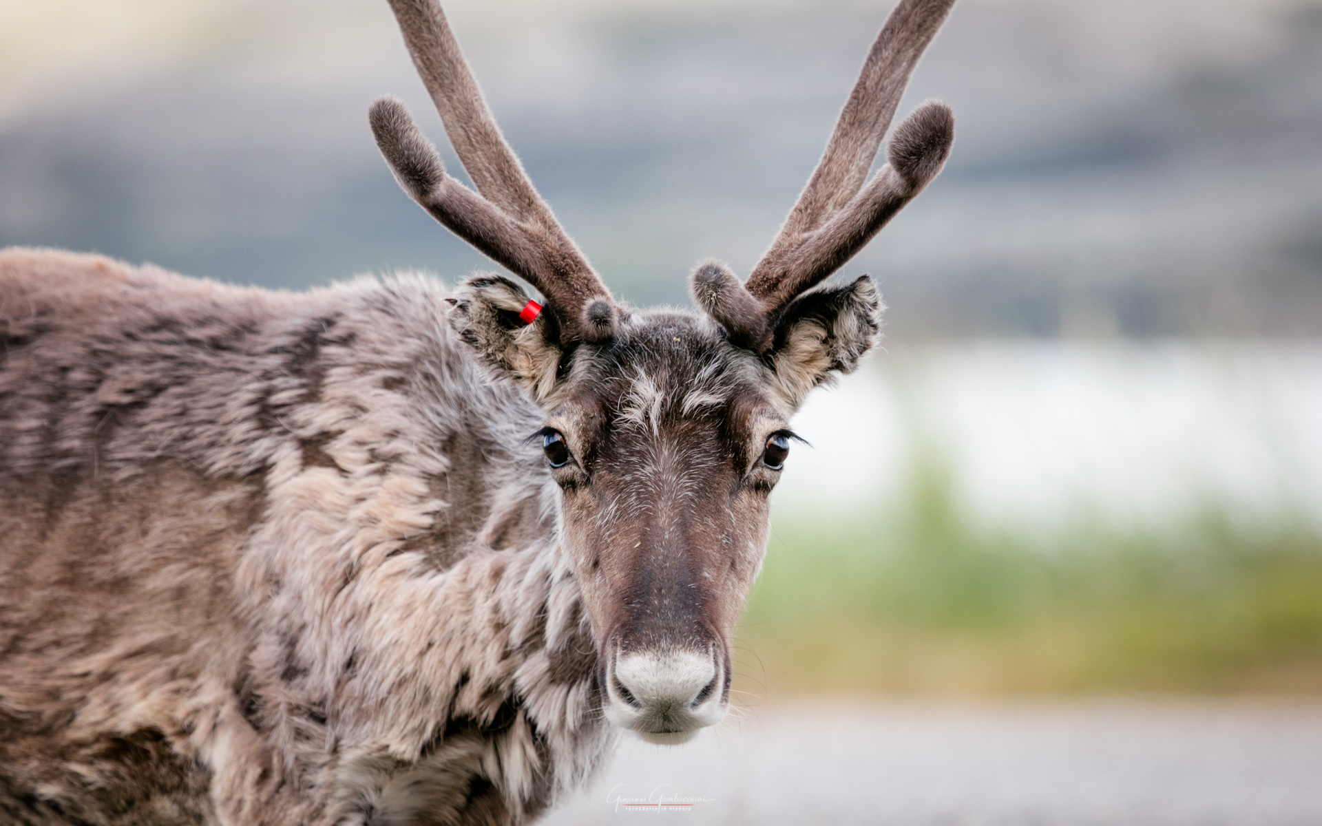 La renna, animale simbolo