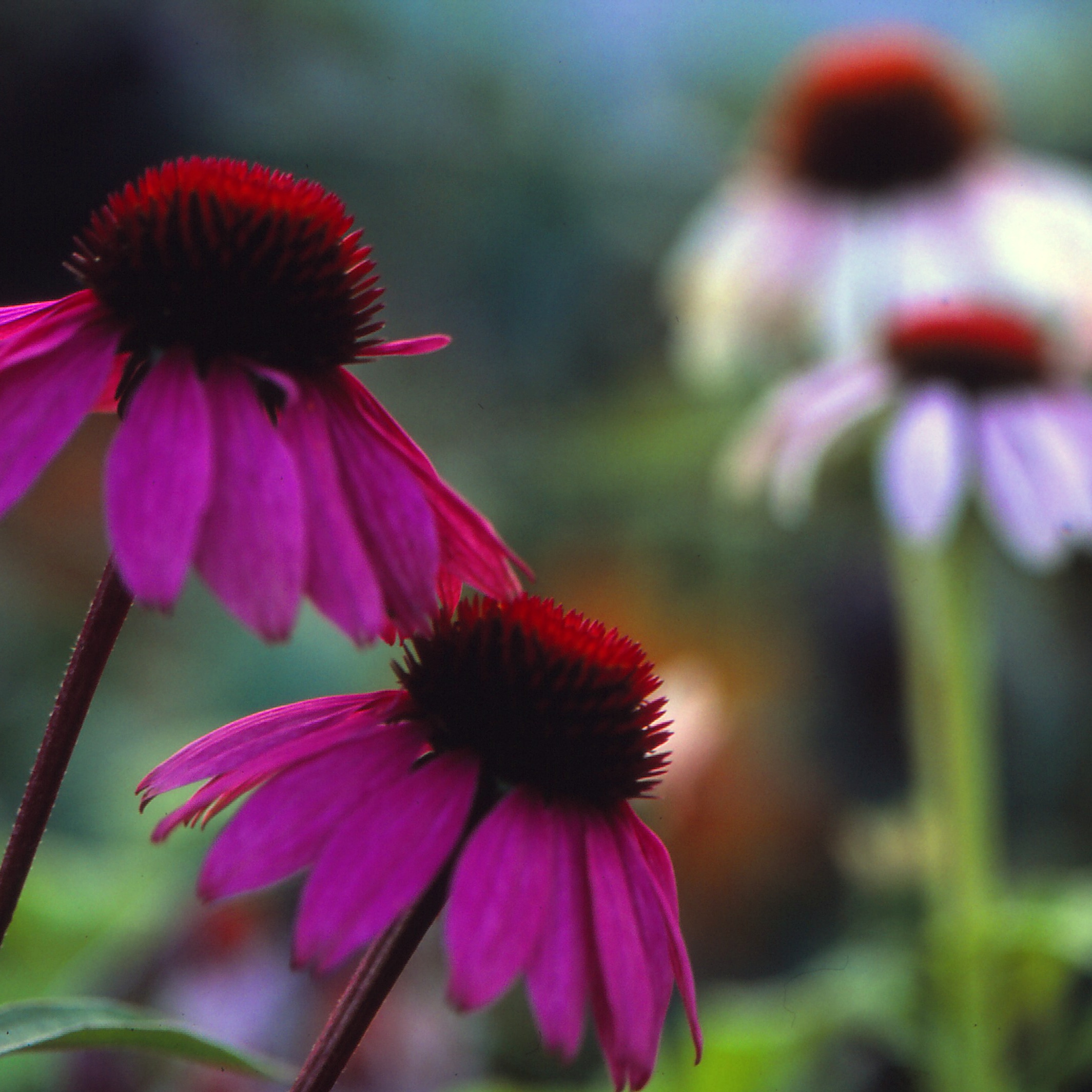 Echinacea