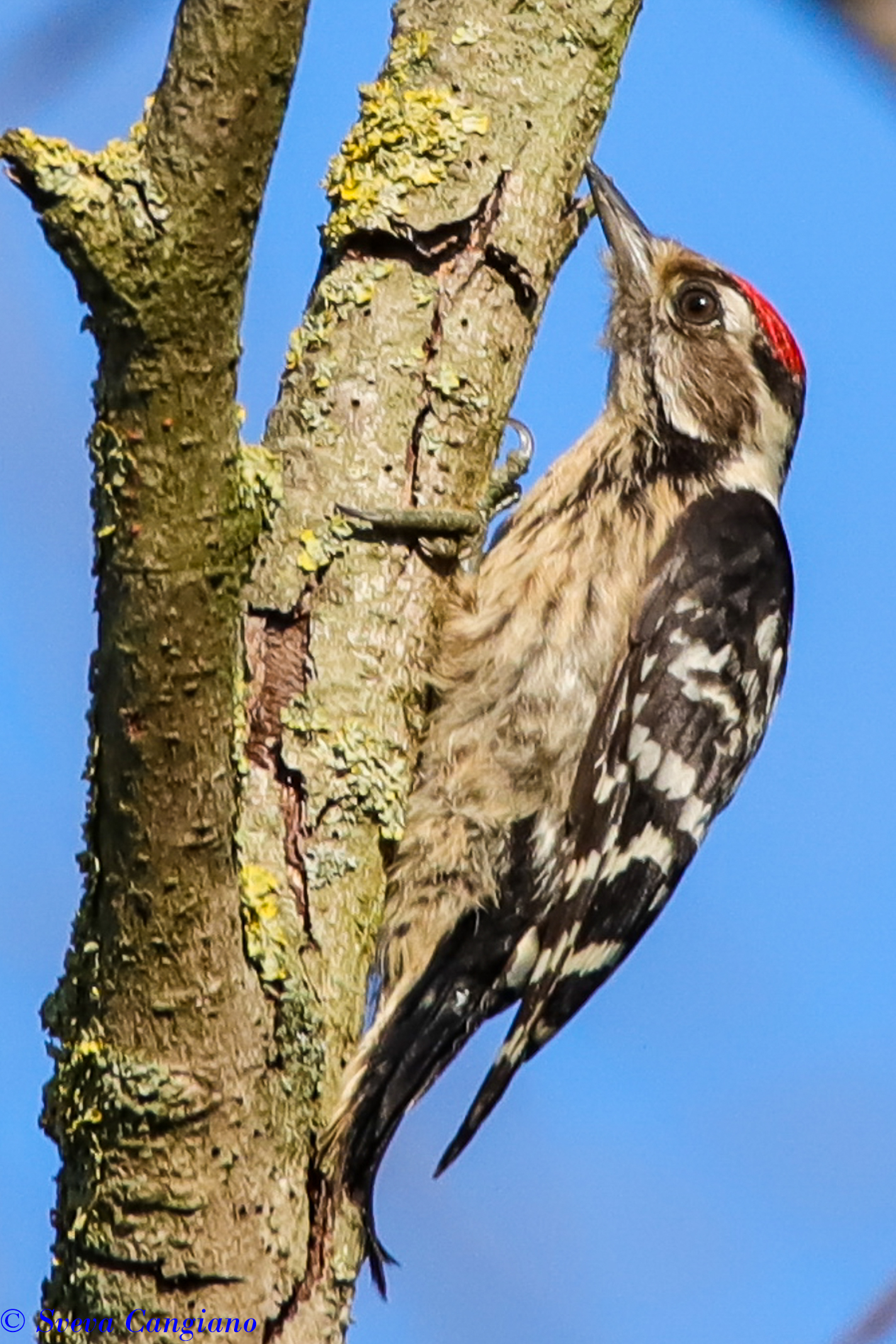 Picchio rosso minore