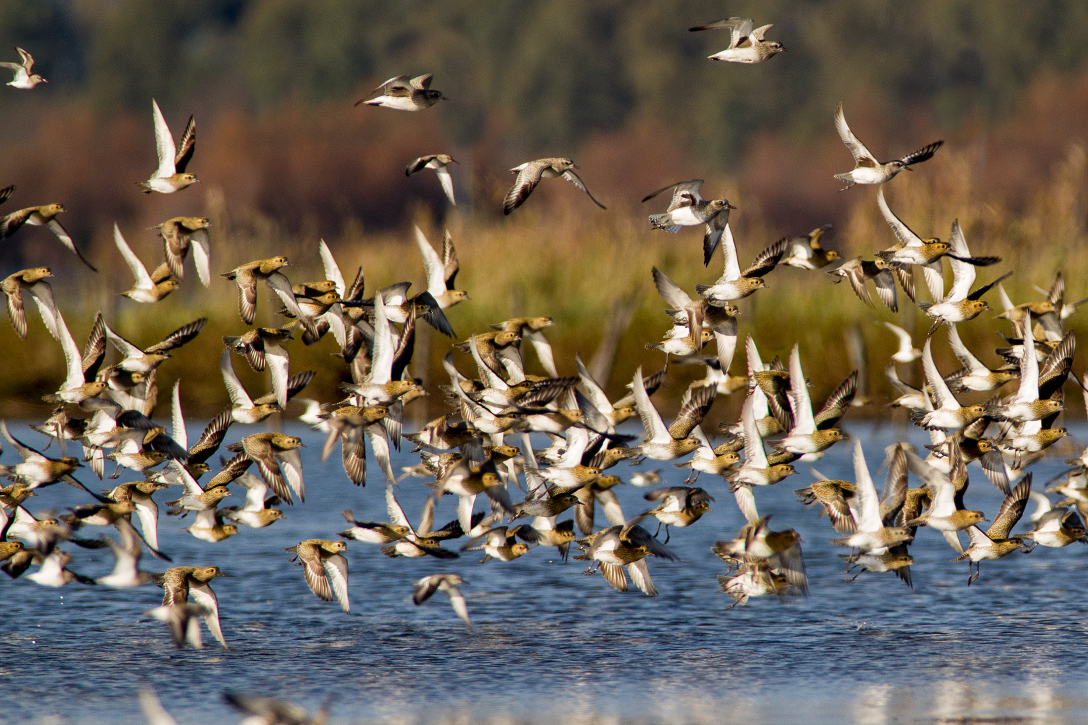 The detachment of the Golden Plovers