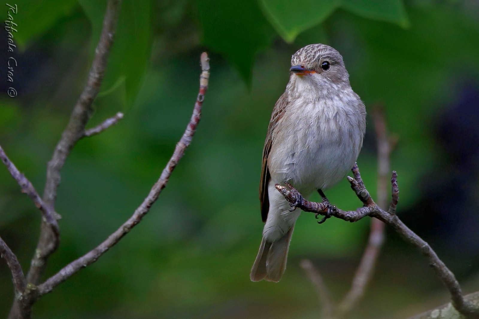 Flycatcher