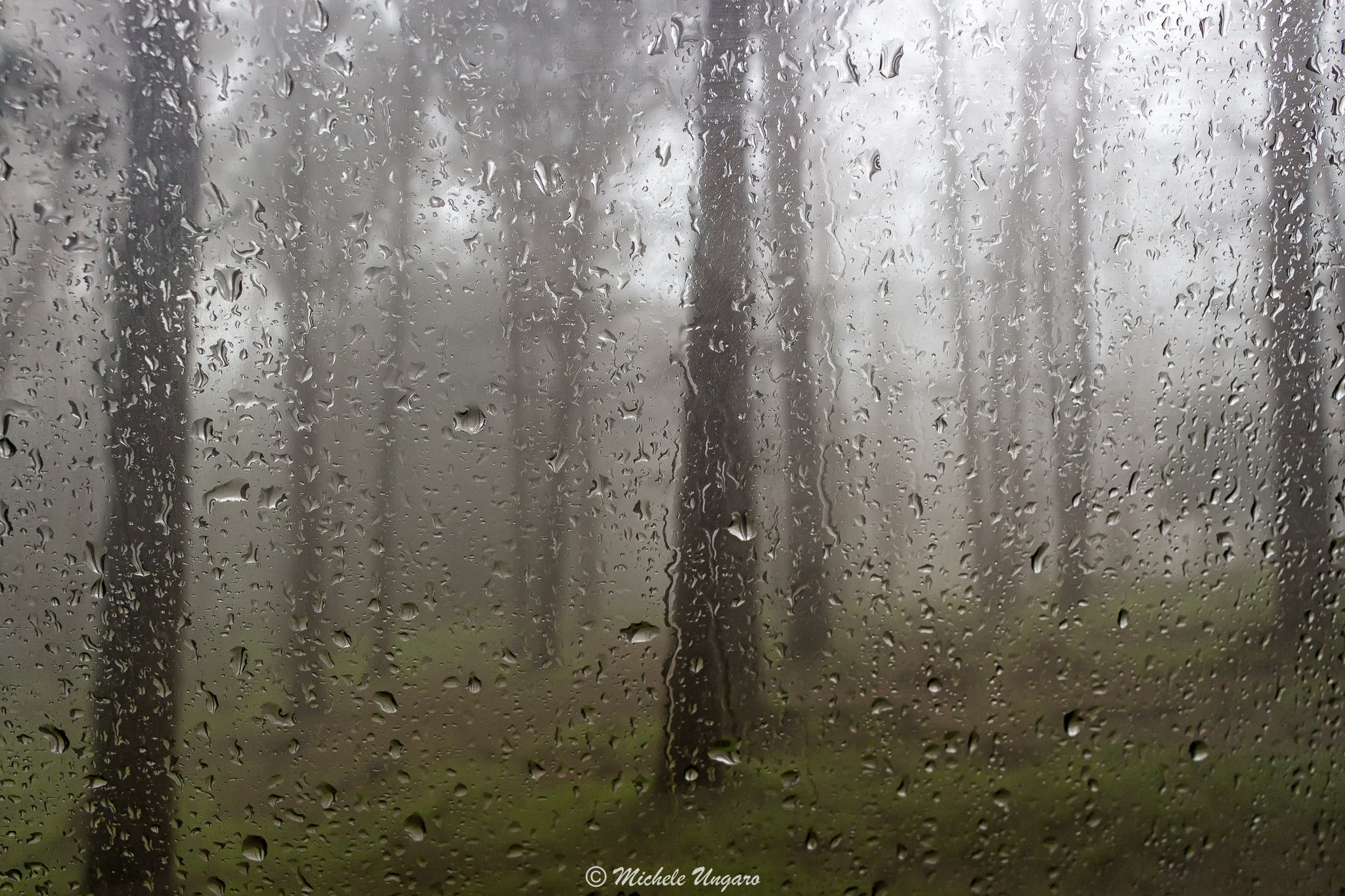 La pioggia nel pineto