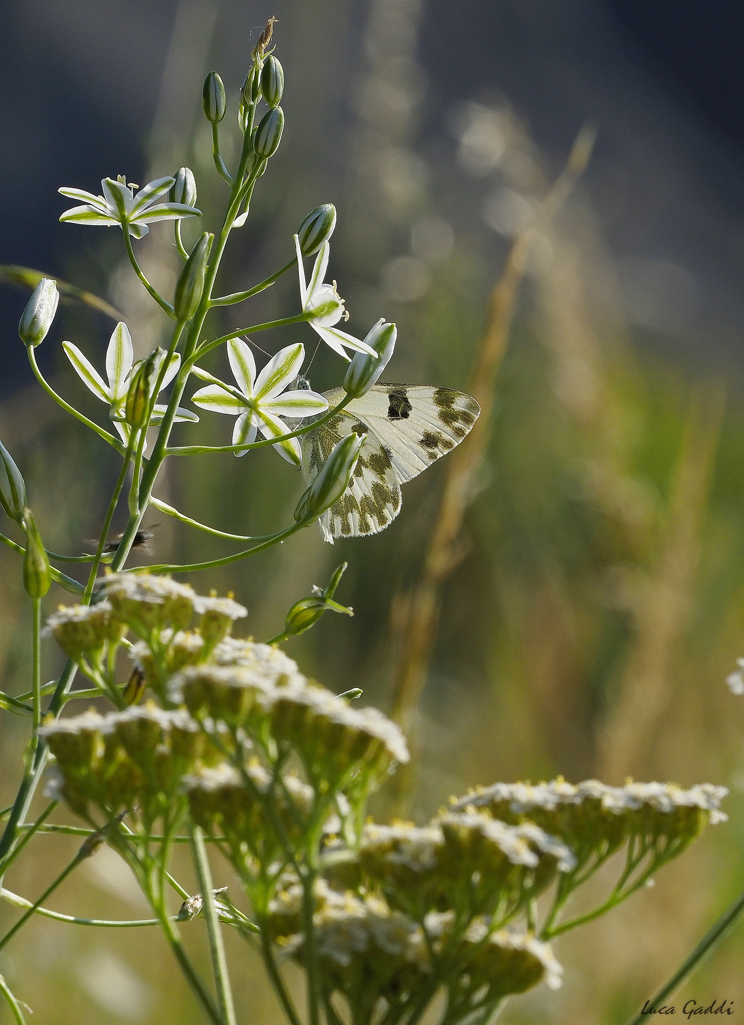 Cu cù!! Io ti vedo!