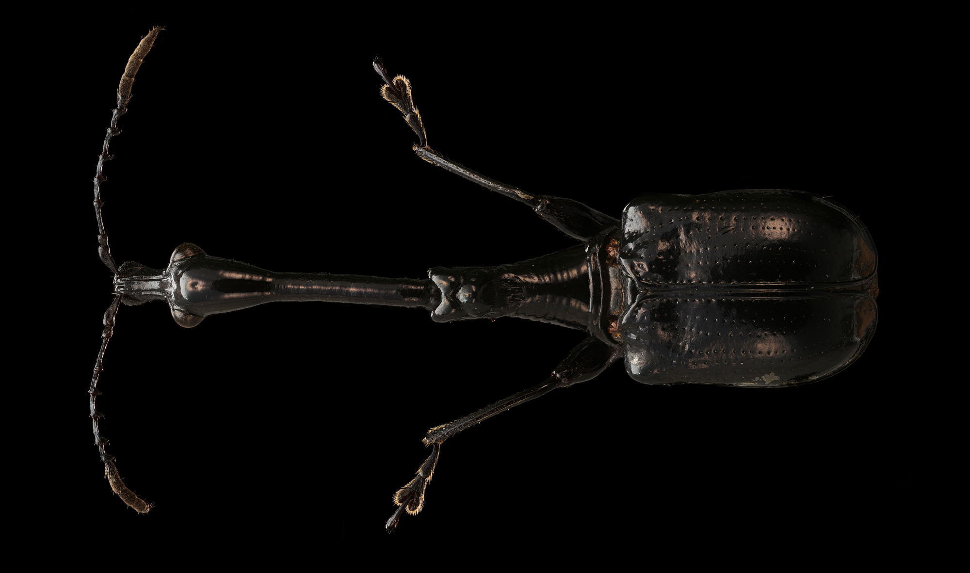 Trachelophorus the Giraffe