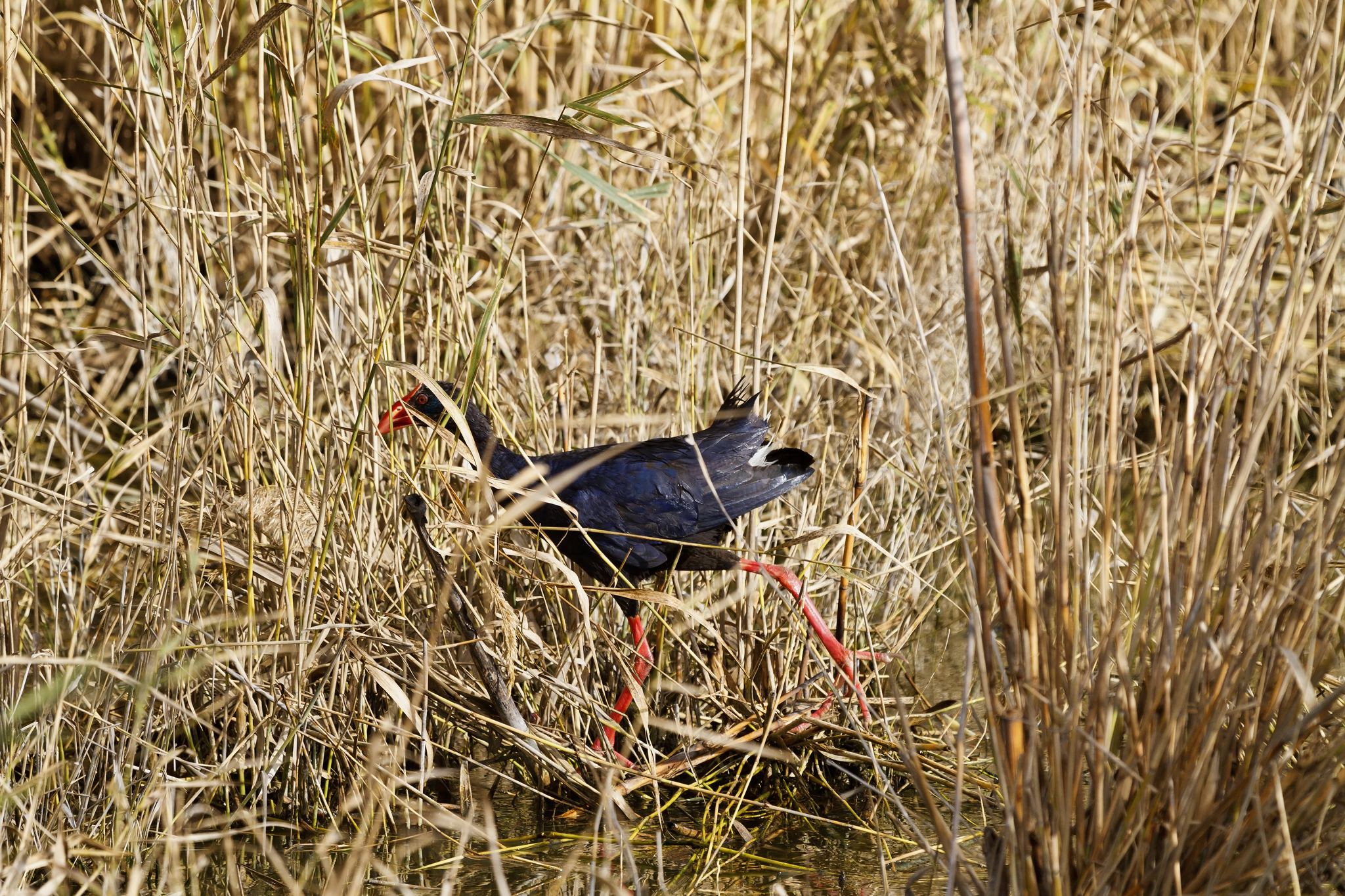 Pollo Sultano  Porphyrio porphyrio
