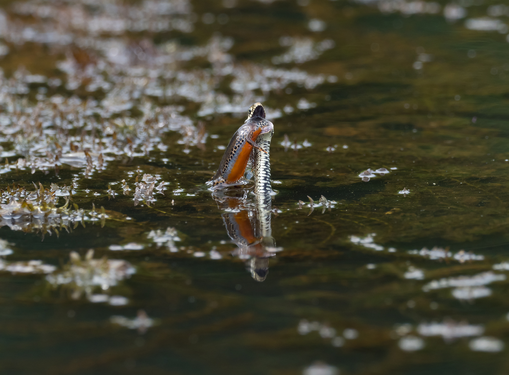 Troppo grande il Boccone