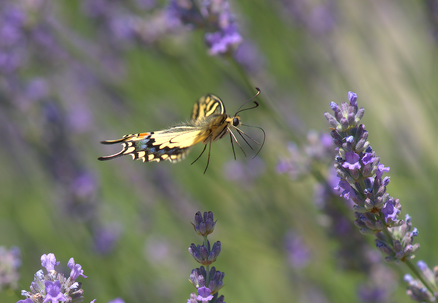 Papilio Machaon