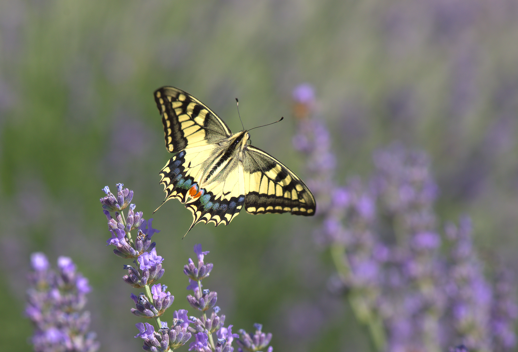 Papilio Machaon