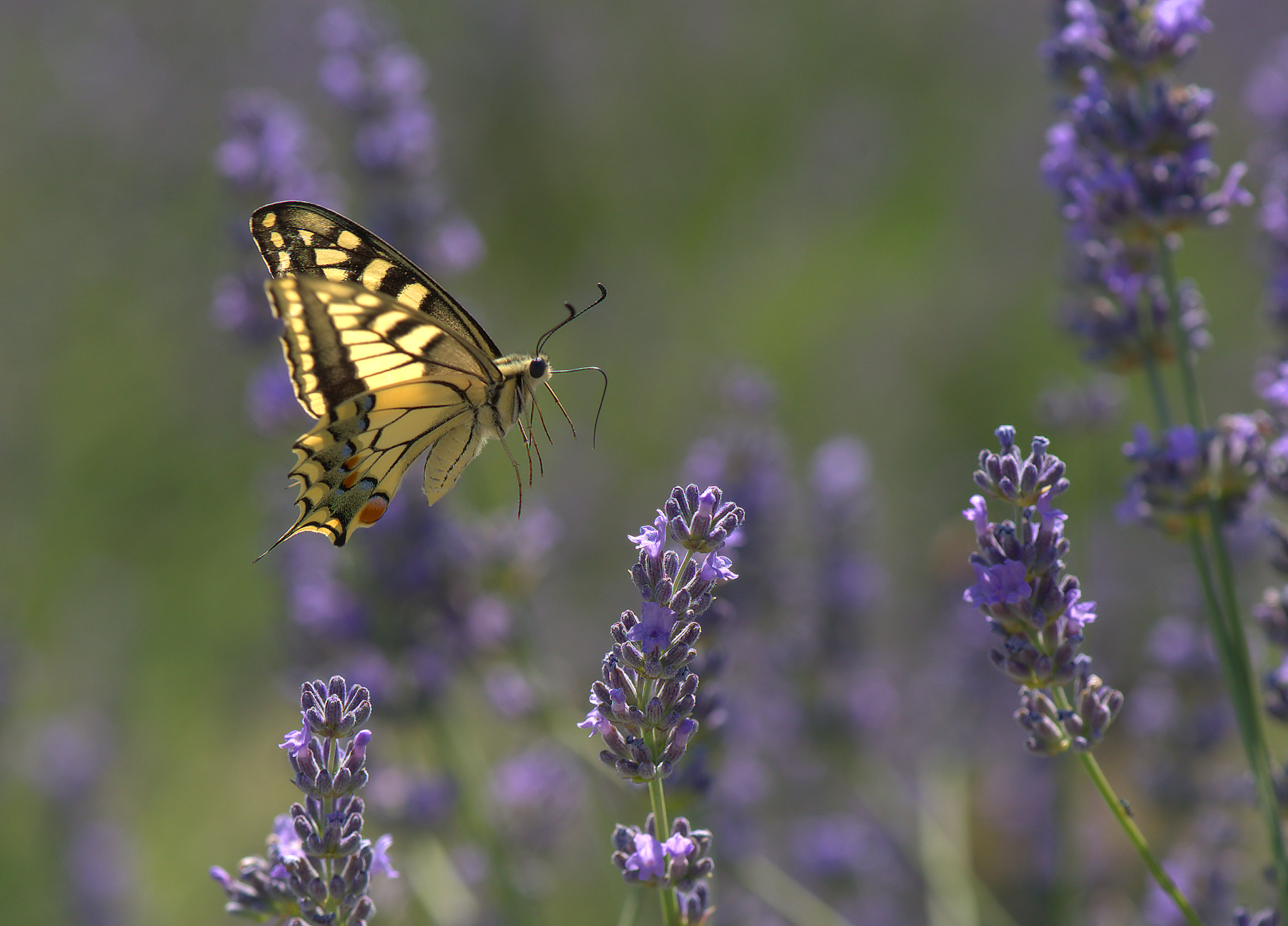 Papilio Machaon