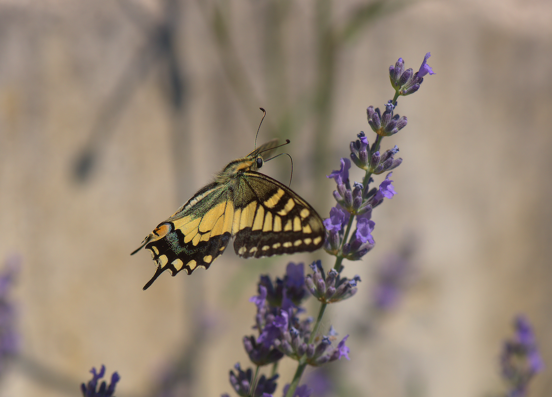 Papilio Machaon