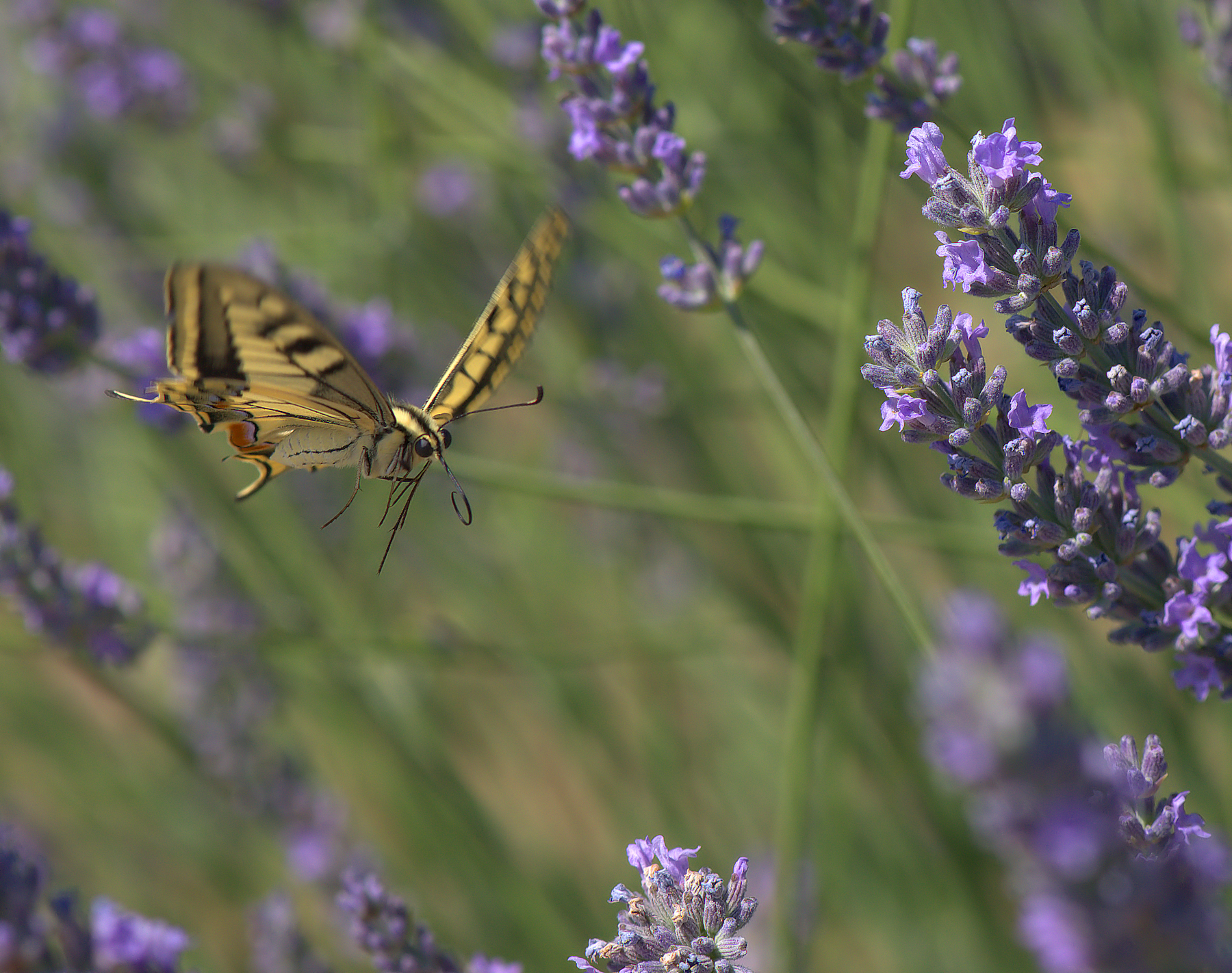 Papilio Machaon