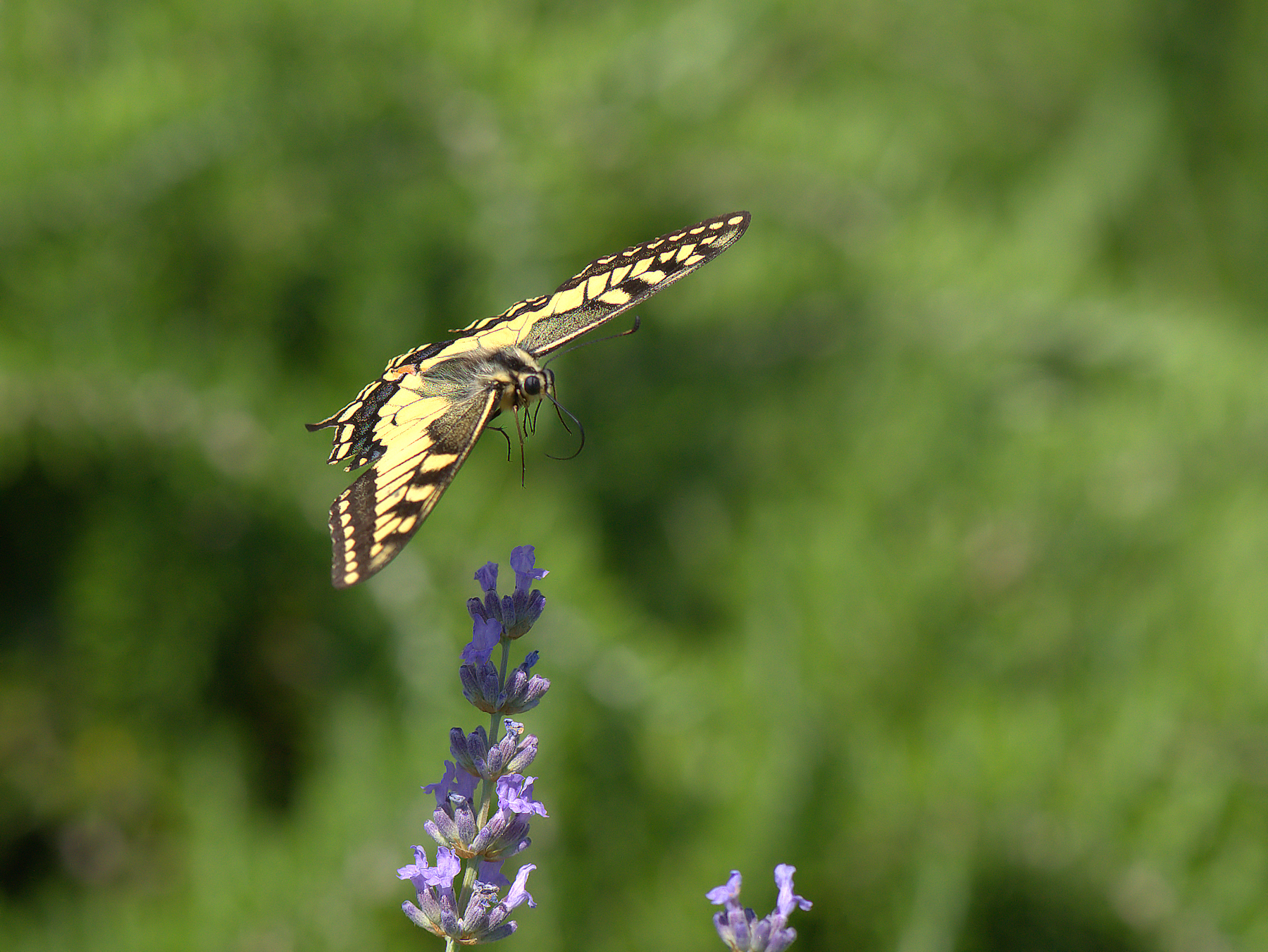 Papilio Machaon