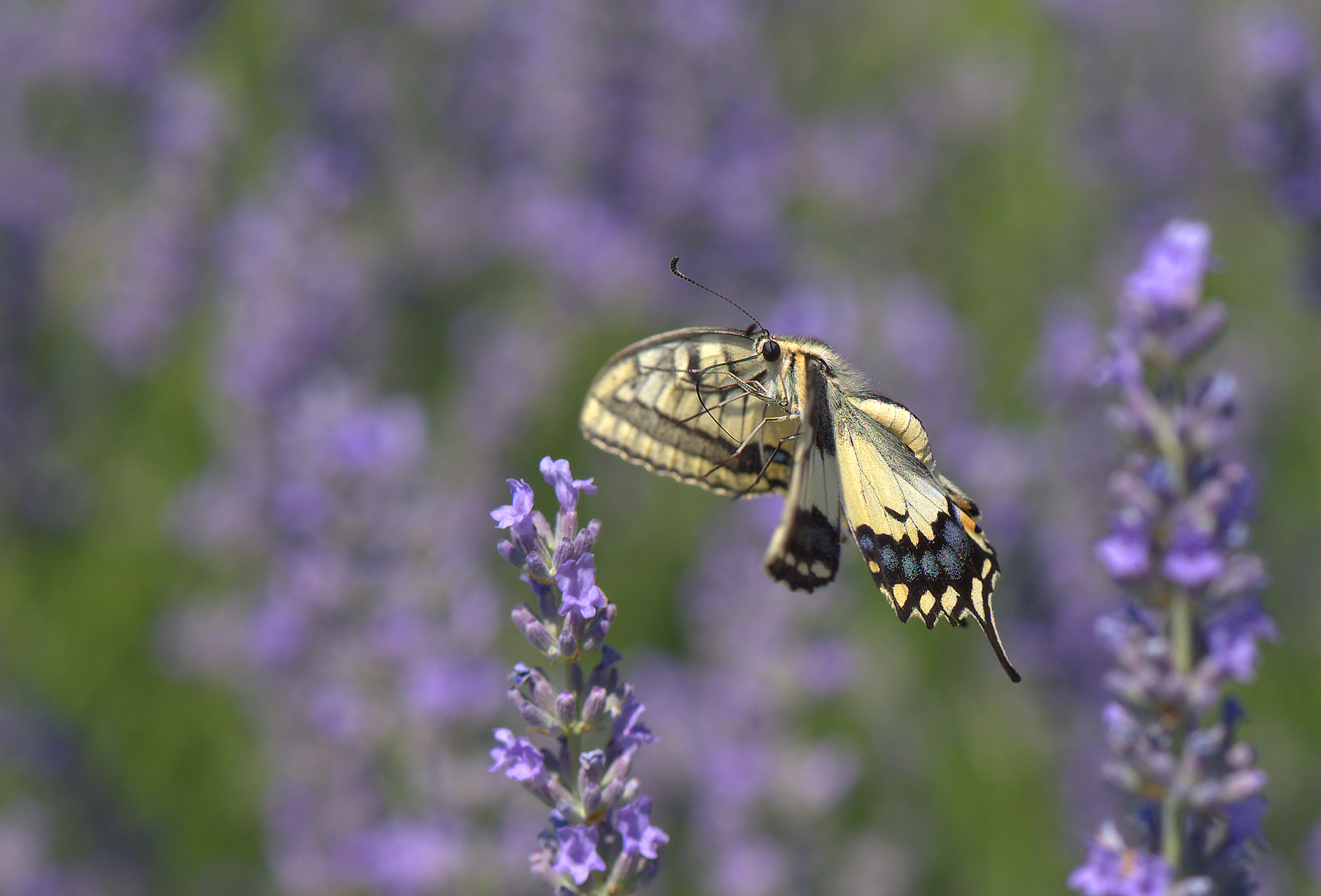 Papilio Machaon