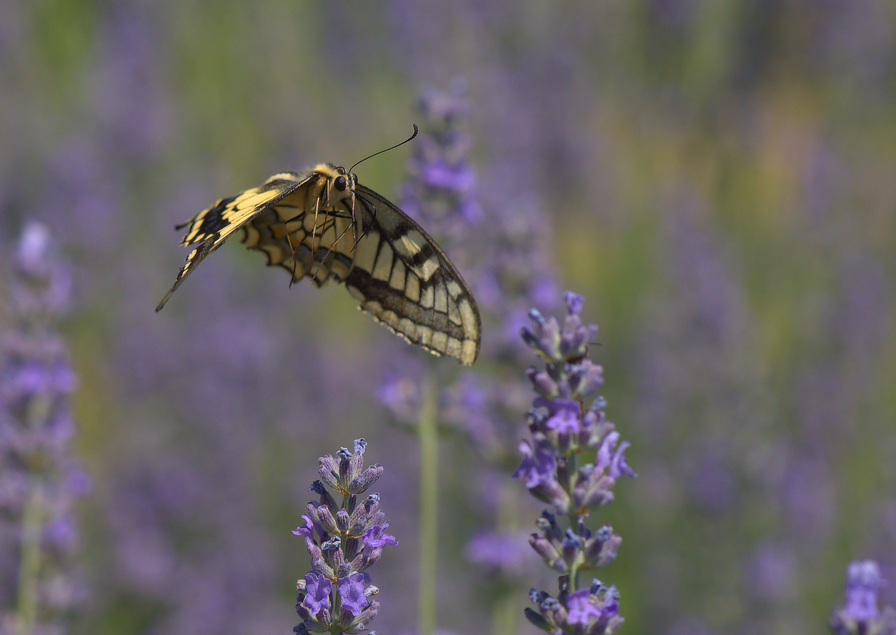 Papilio Machaon