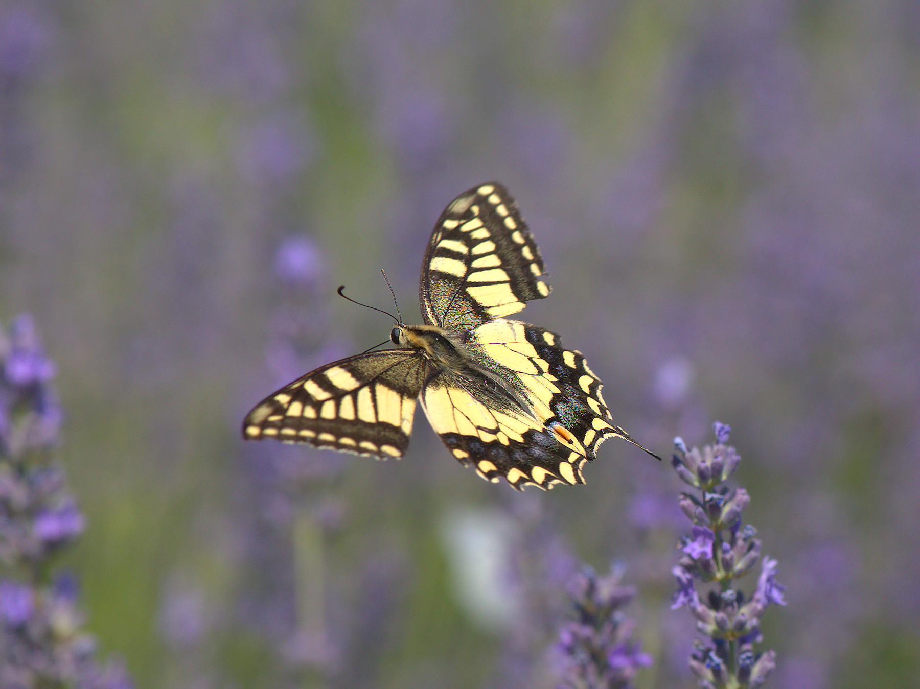 Papilio Machaon
