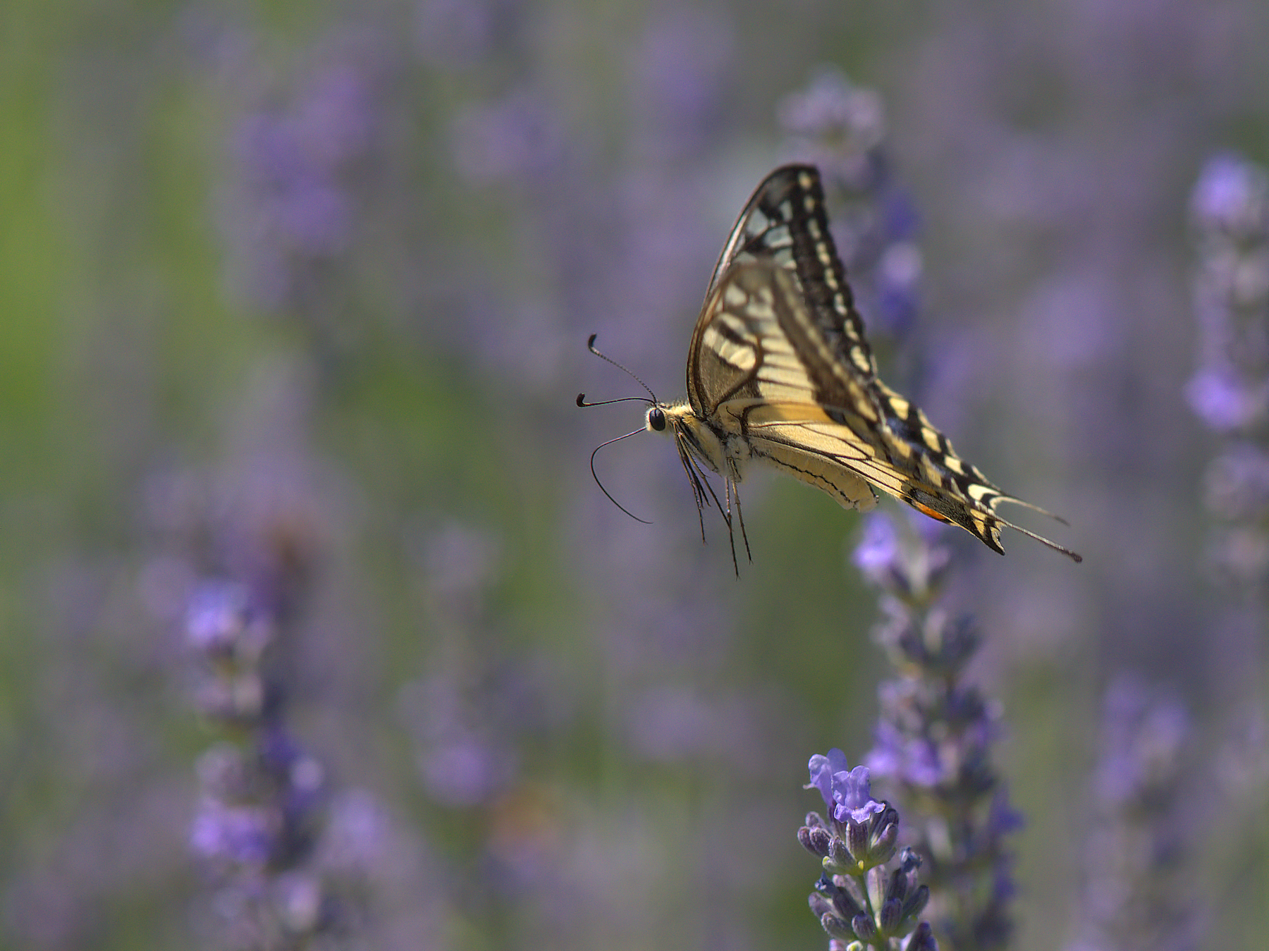 Papilio Machaon