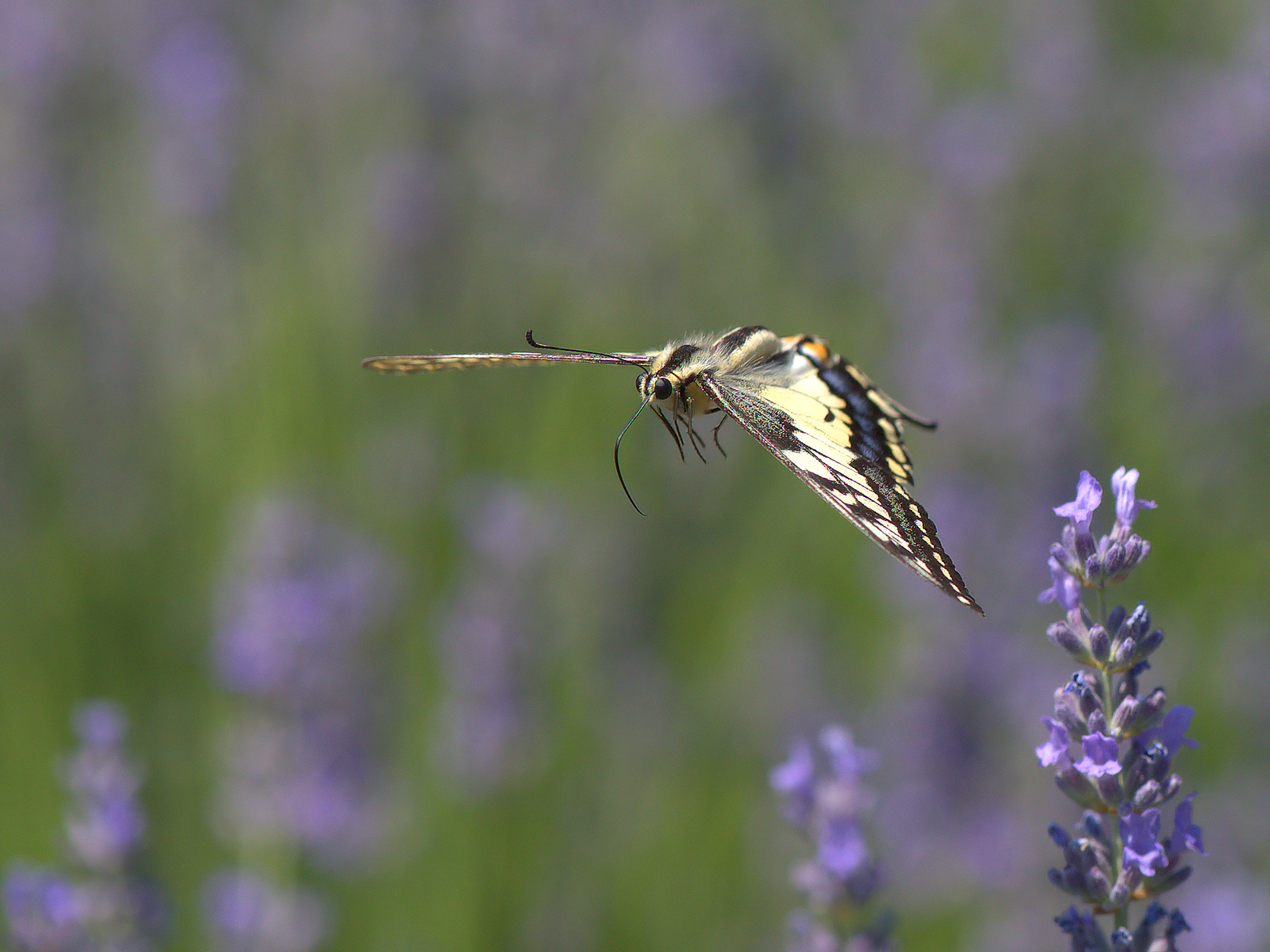 Papilio Machaon