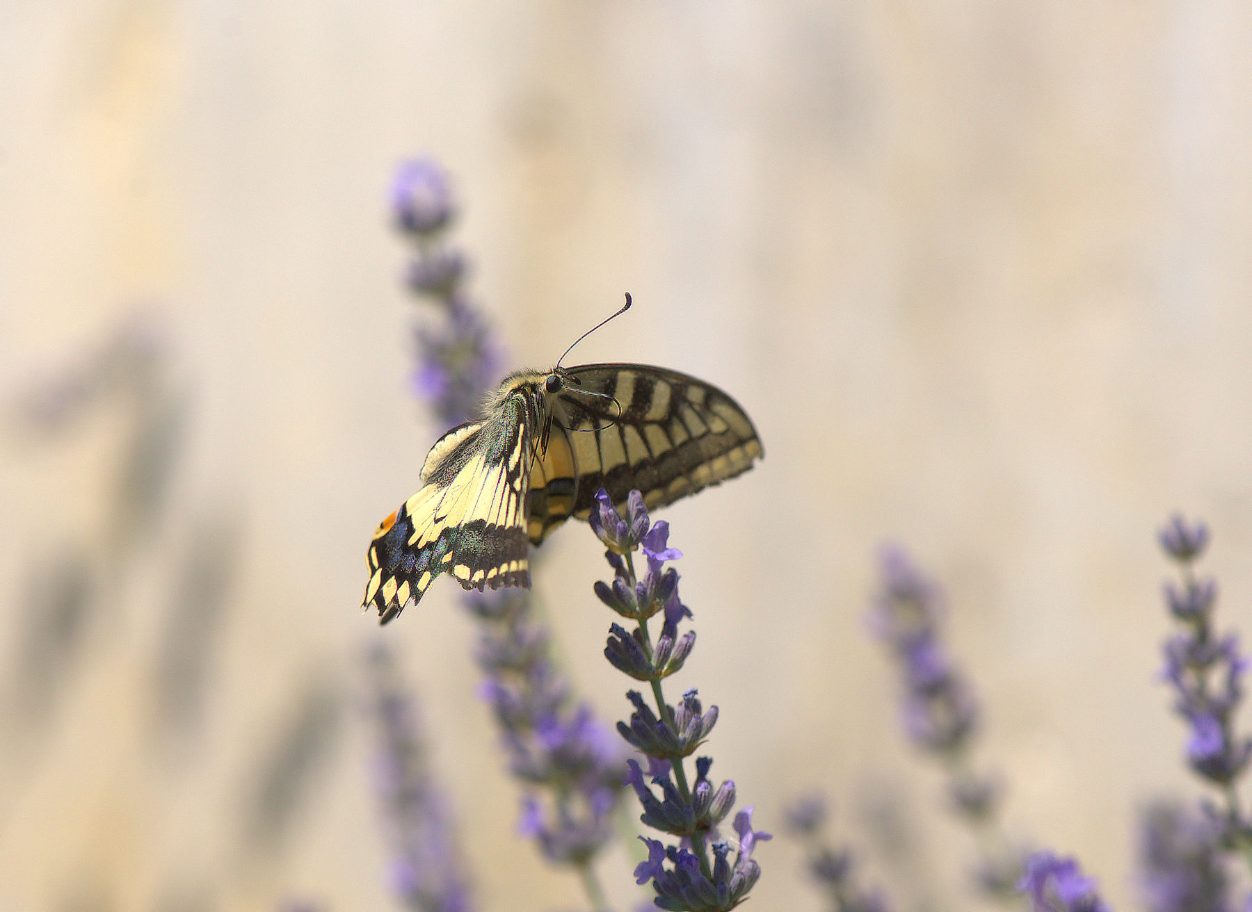 Papilio Machaon