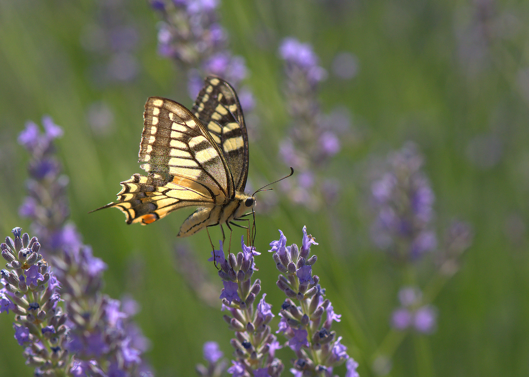Papilio Machaon