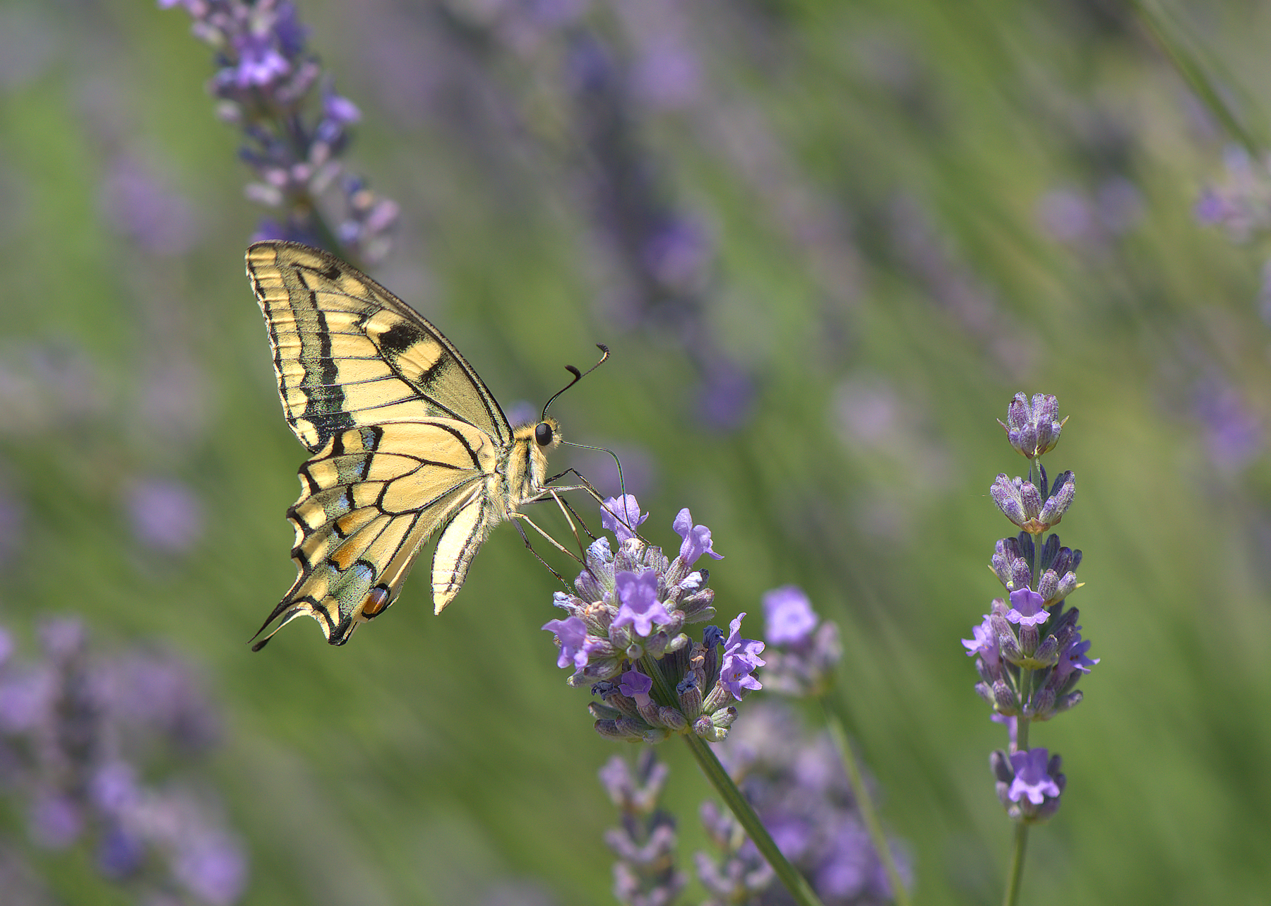 Papilio Machaon