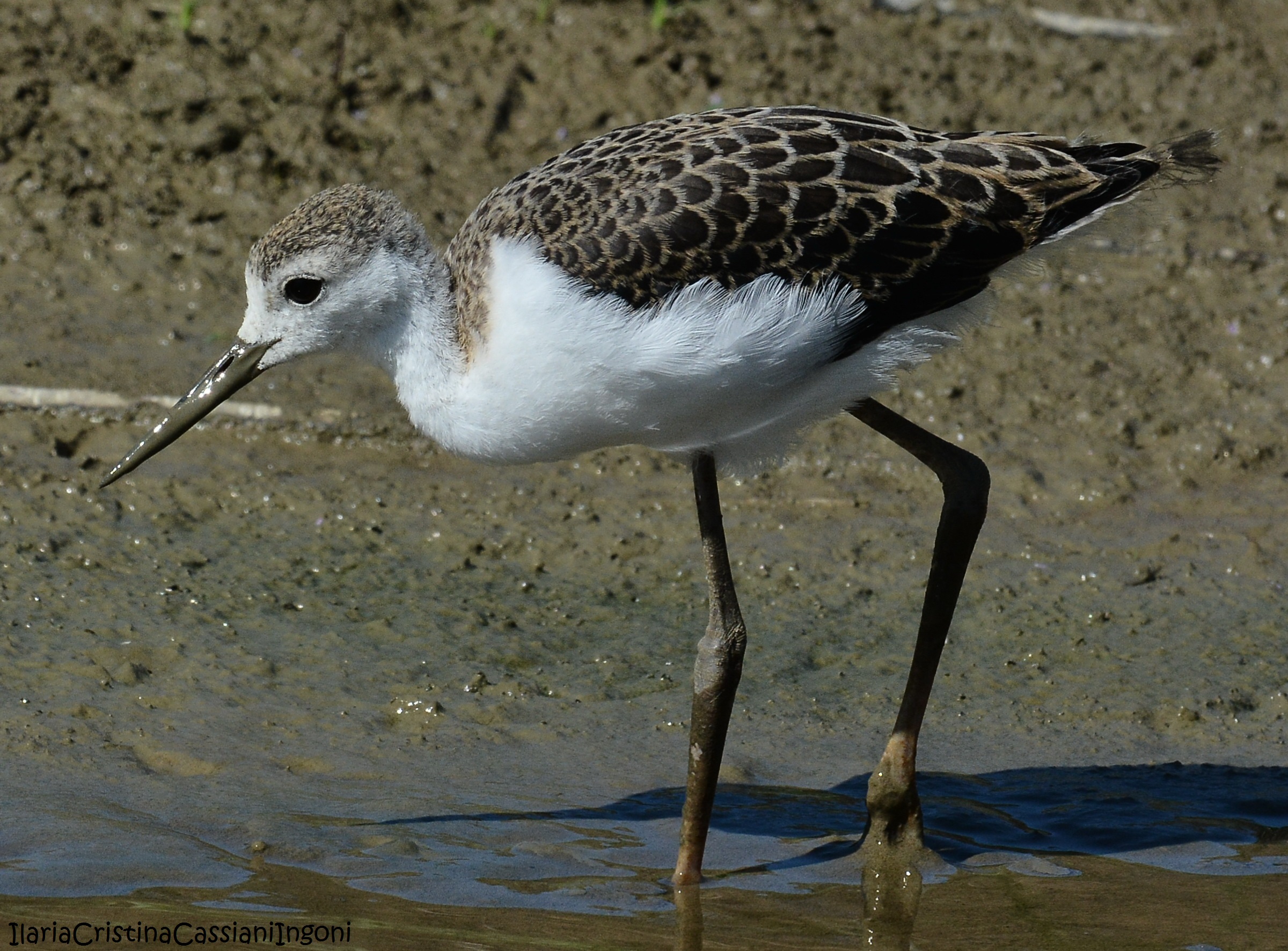 Knight of Italy juv.