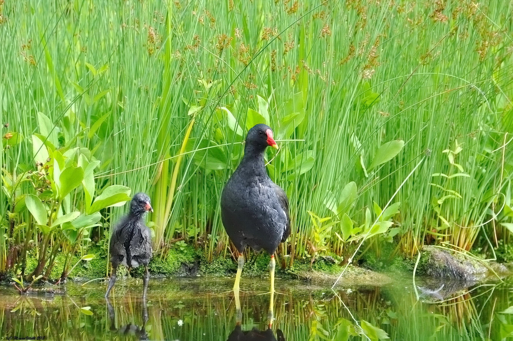 Mamma e pullo di Gallinella