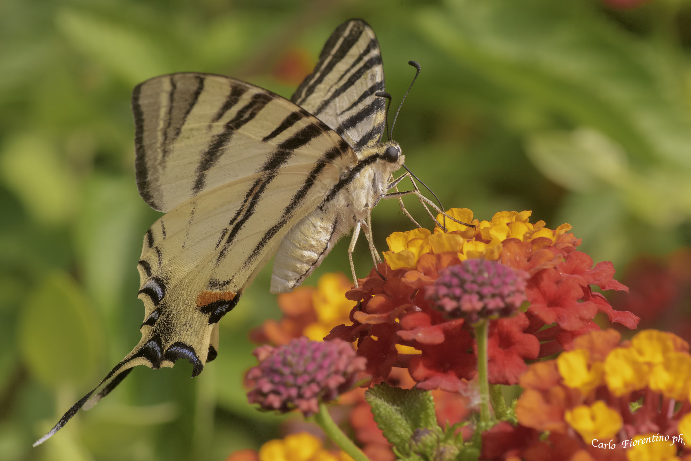 podalirio (Iphiclides podalirius (Linnaeus, 1758).