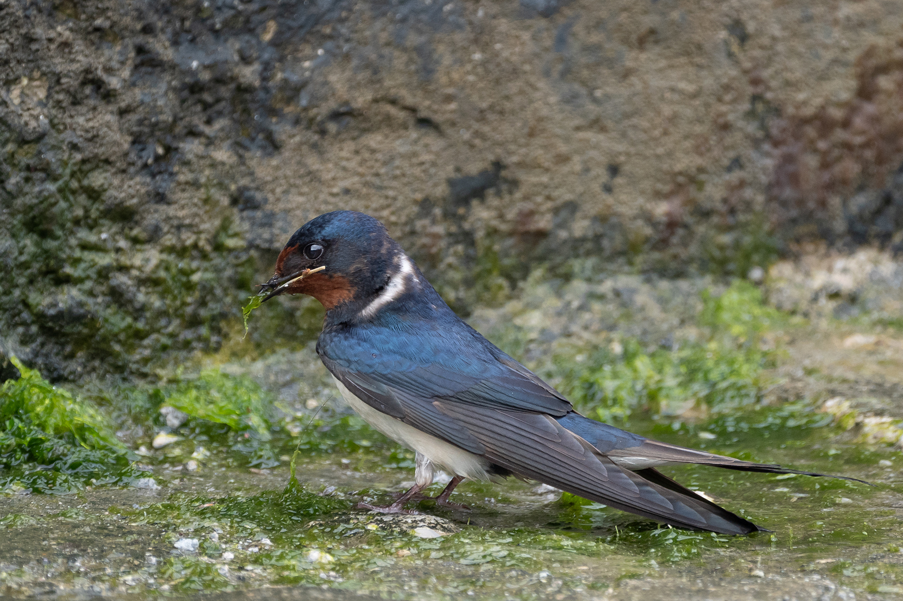 Come costruire un nido 2.