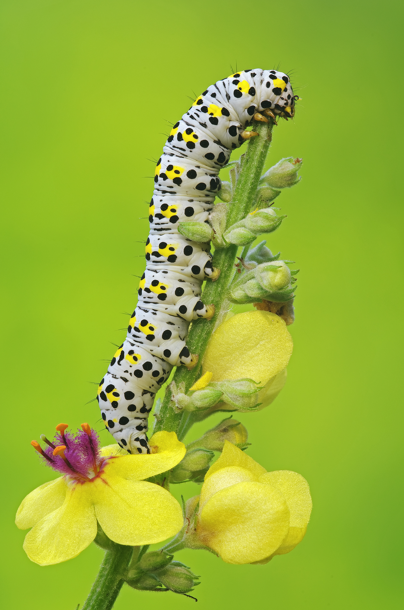 In cima al tasso barbasso