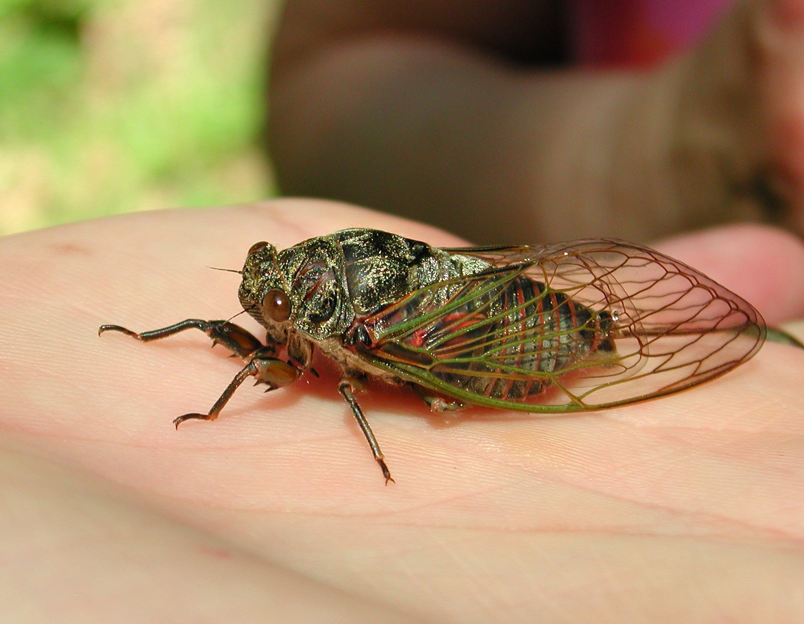 Cicada in hand
