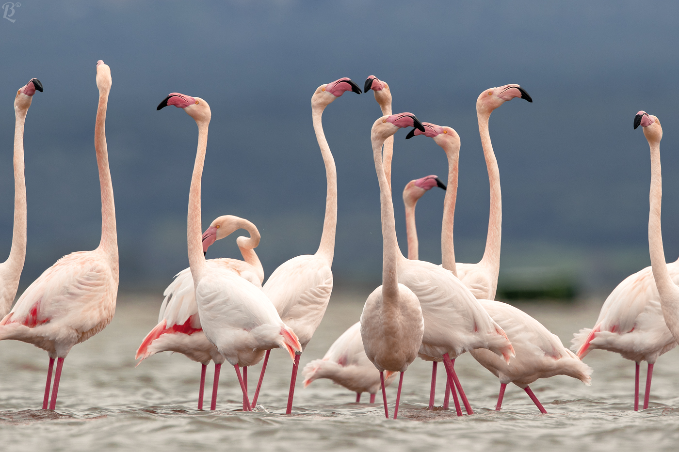 Danza di corteggiamento