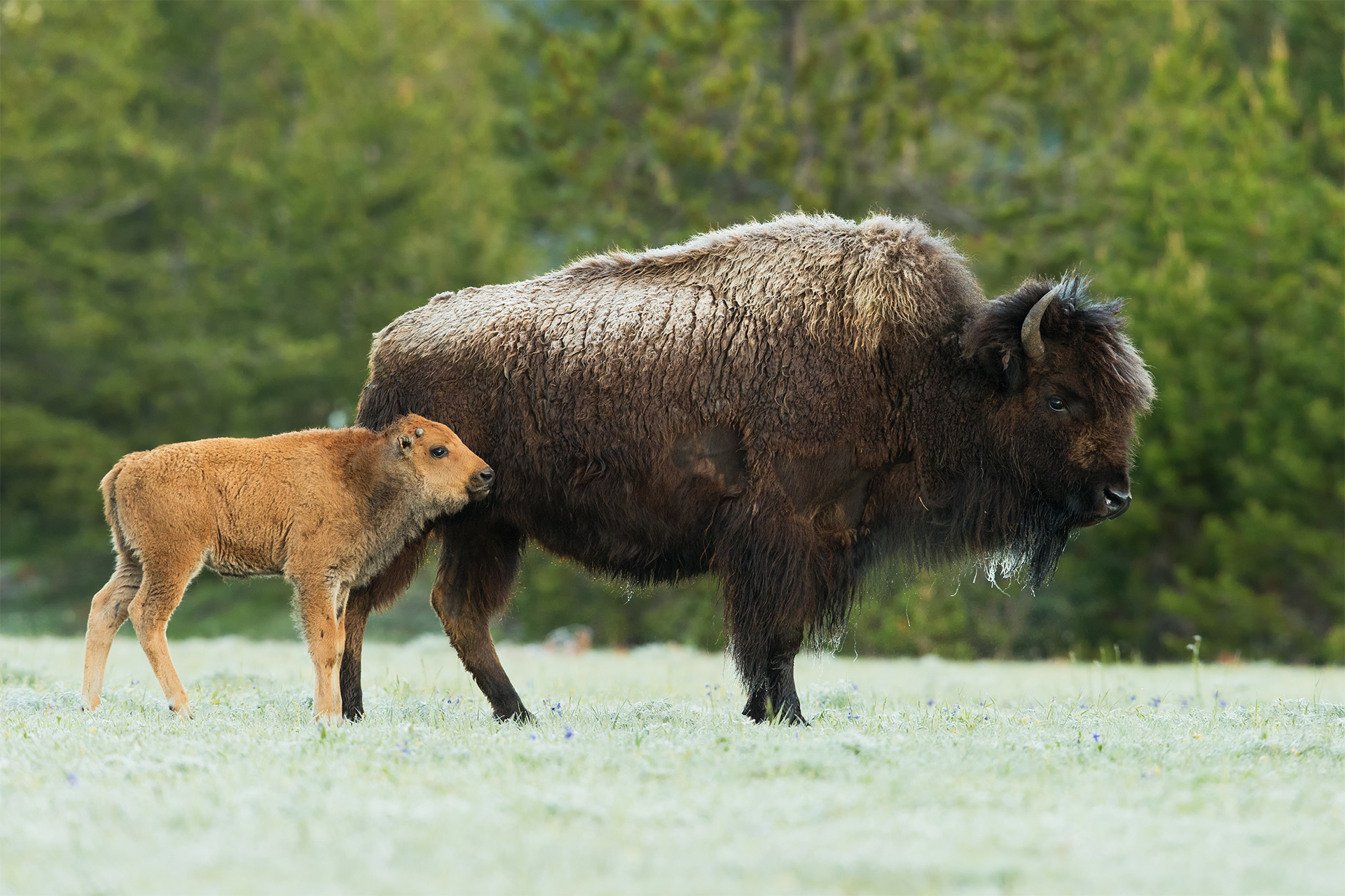 Bisonte Bison (Bisonte americano)