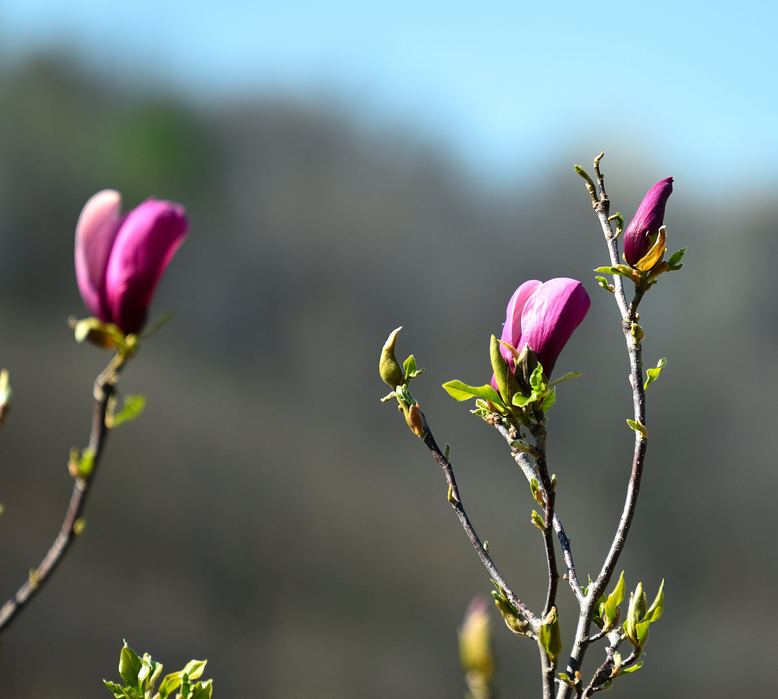 Transformation Colors